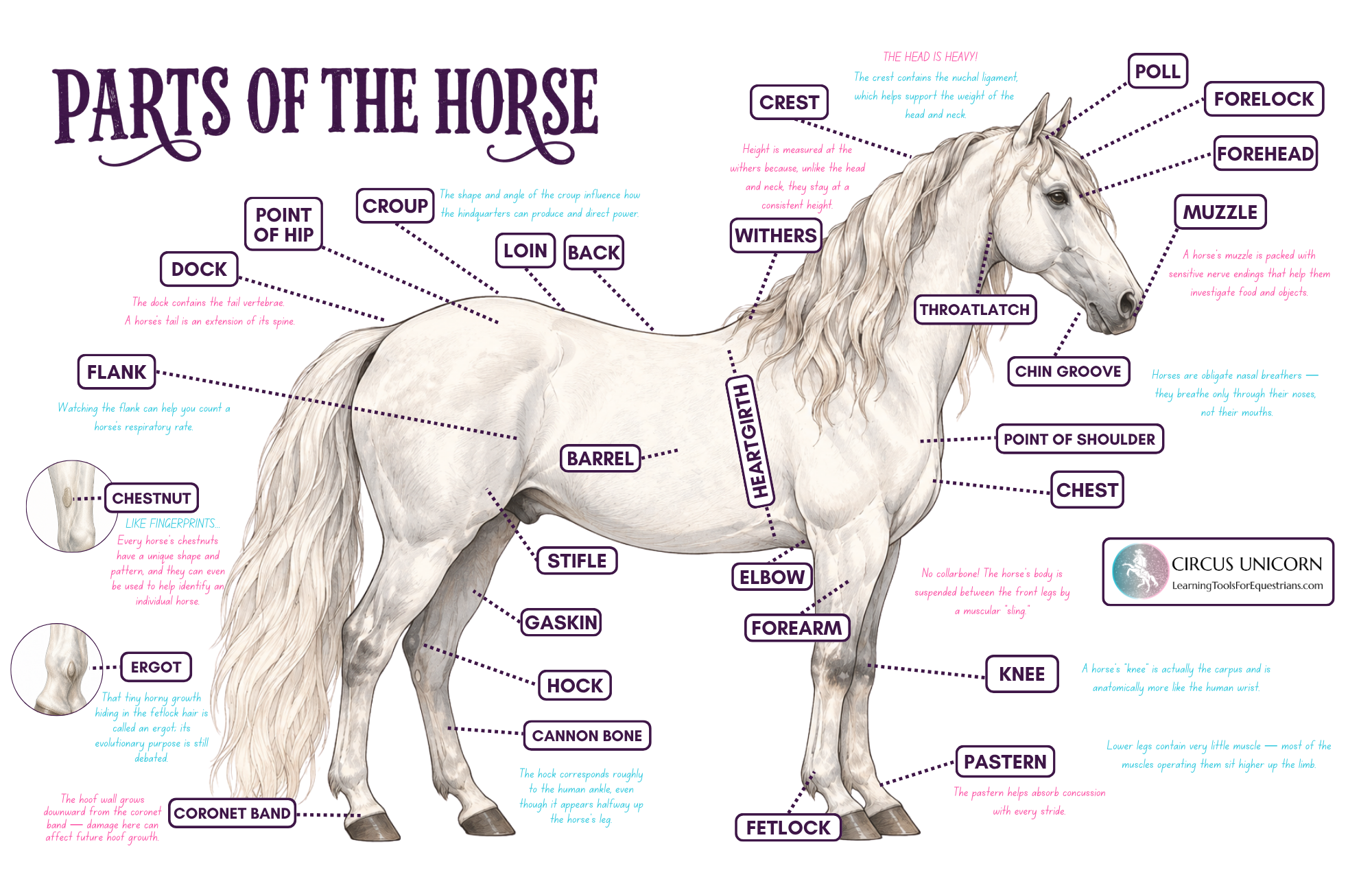 The Horse Girl’s Guide to Weird Horse Anatomy