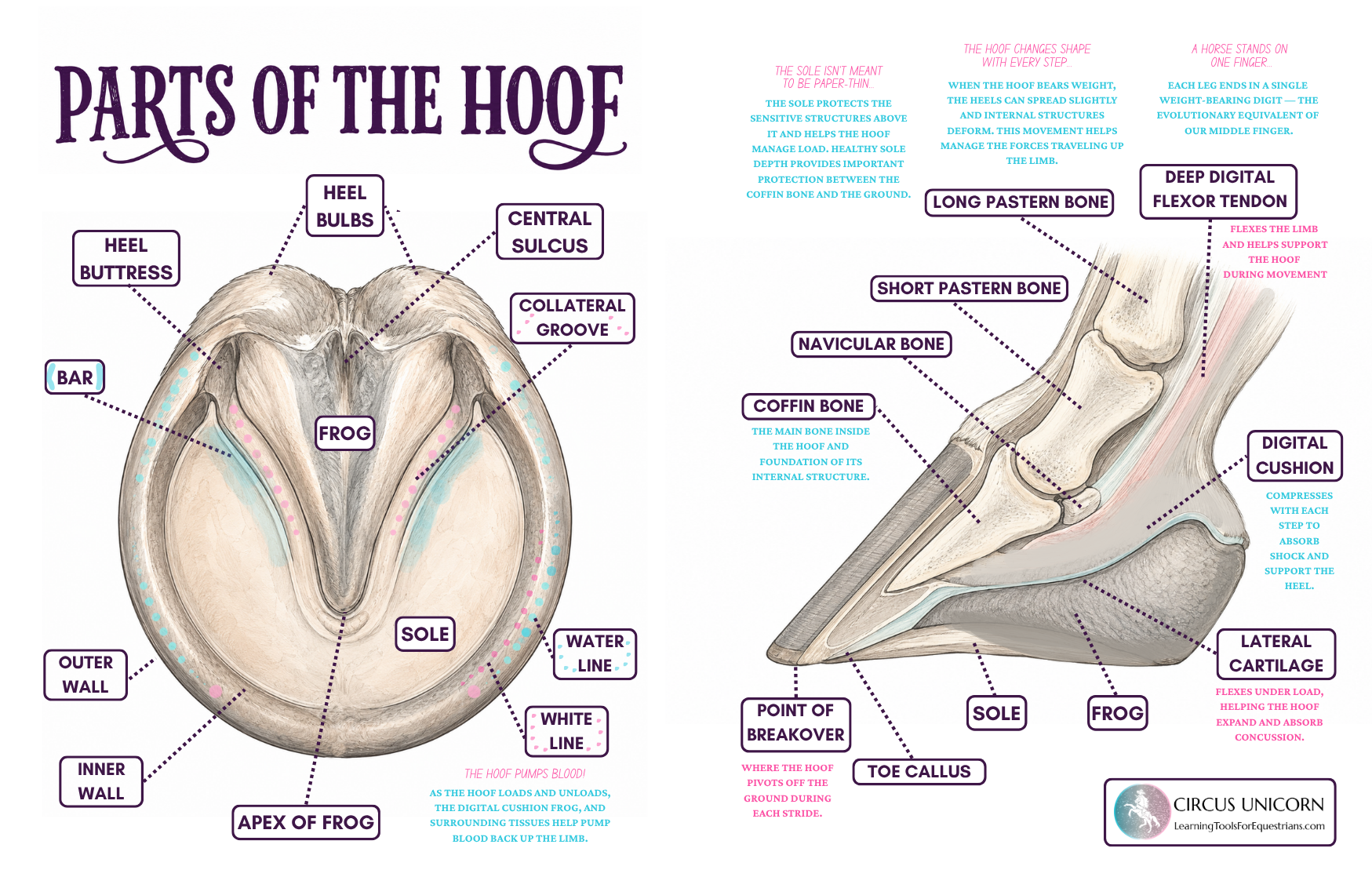 The Horse Girl’s Guide to Hoof Anatomy
