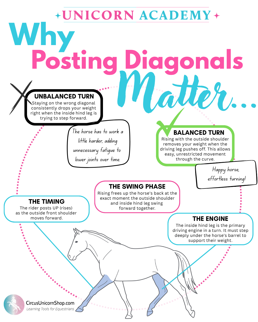 Posting Diagonals: The Biomechanical "Why" and the Art of Rider Harmony