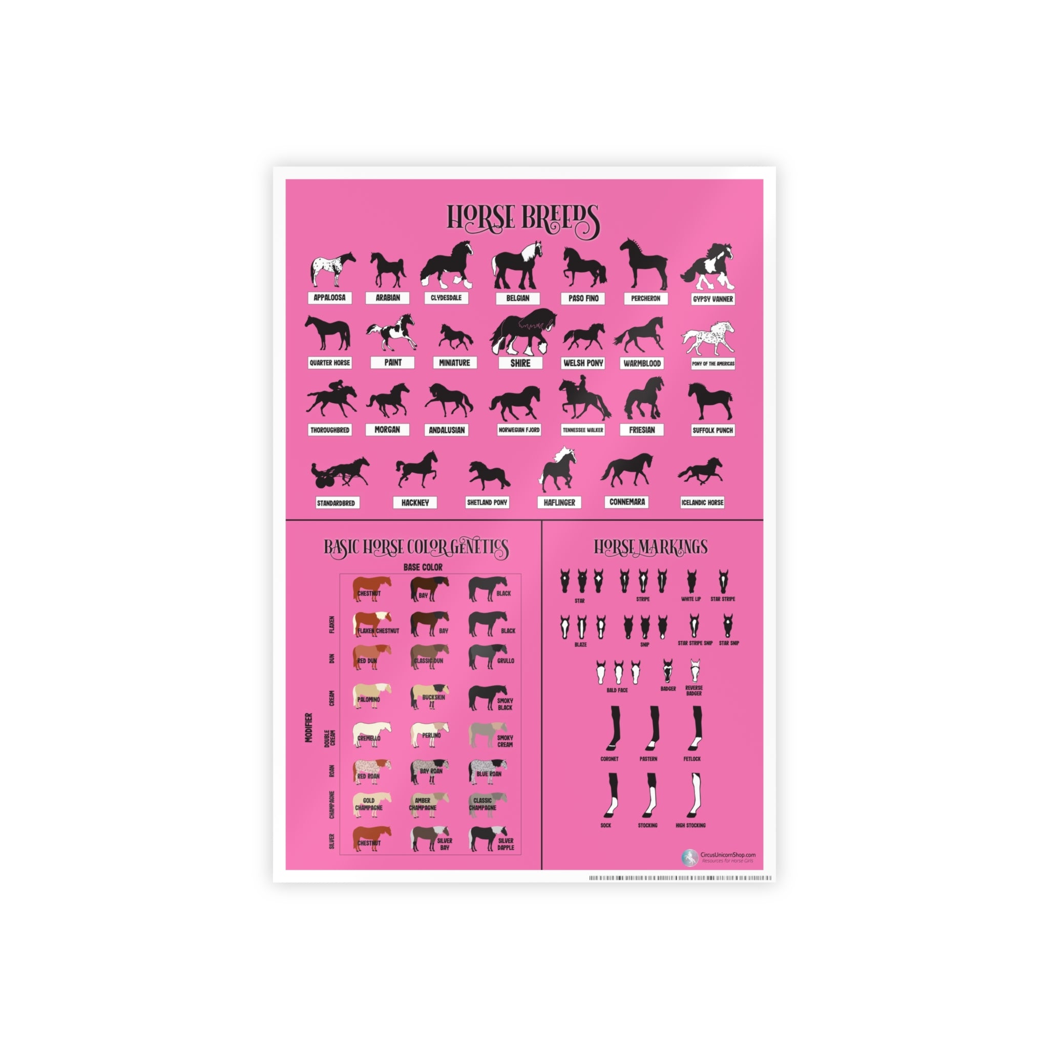 Breeds, Colors, & Markings Horse Poster