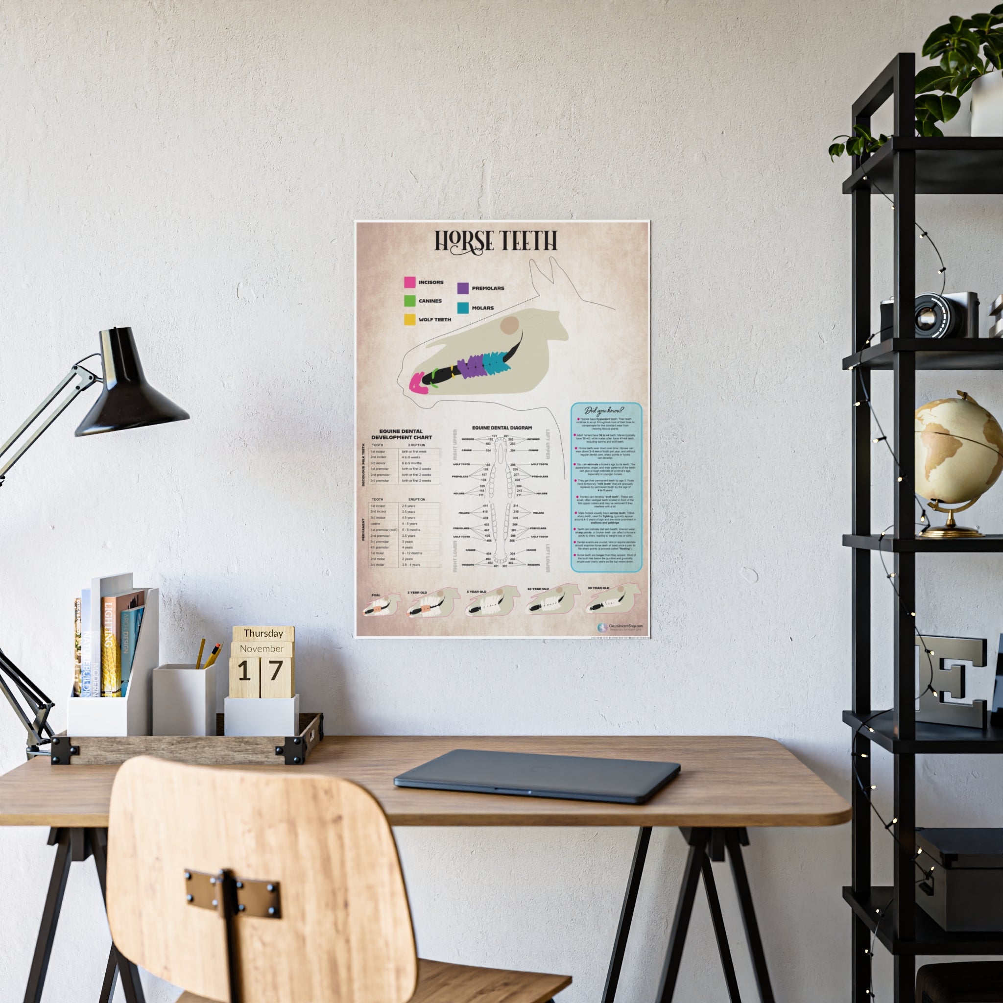 Horse Teeth Poster