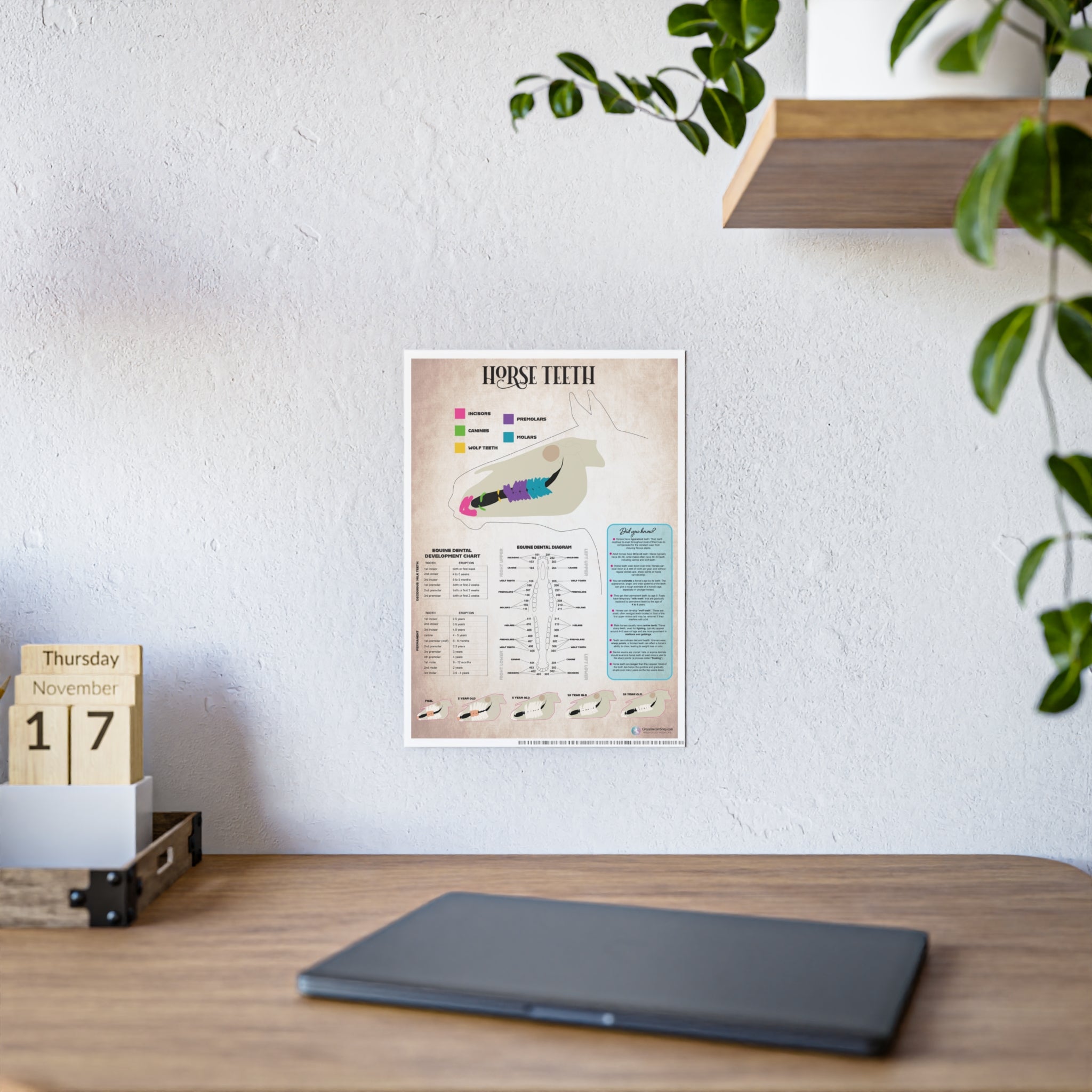 Horse Teeth Poster