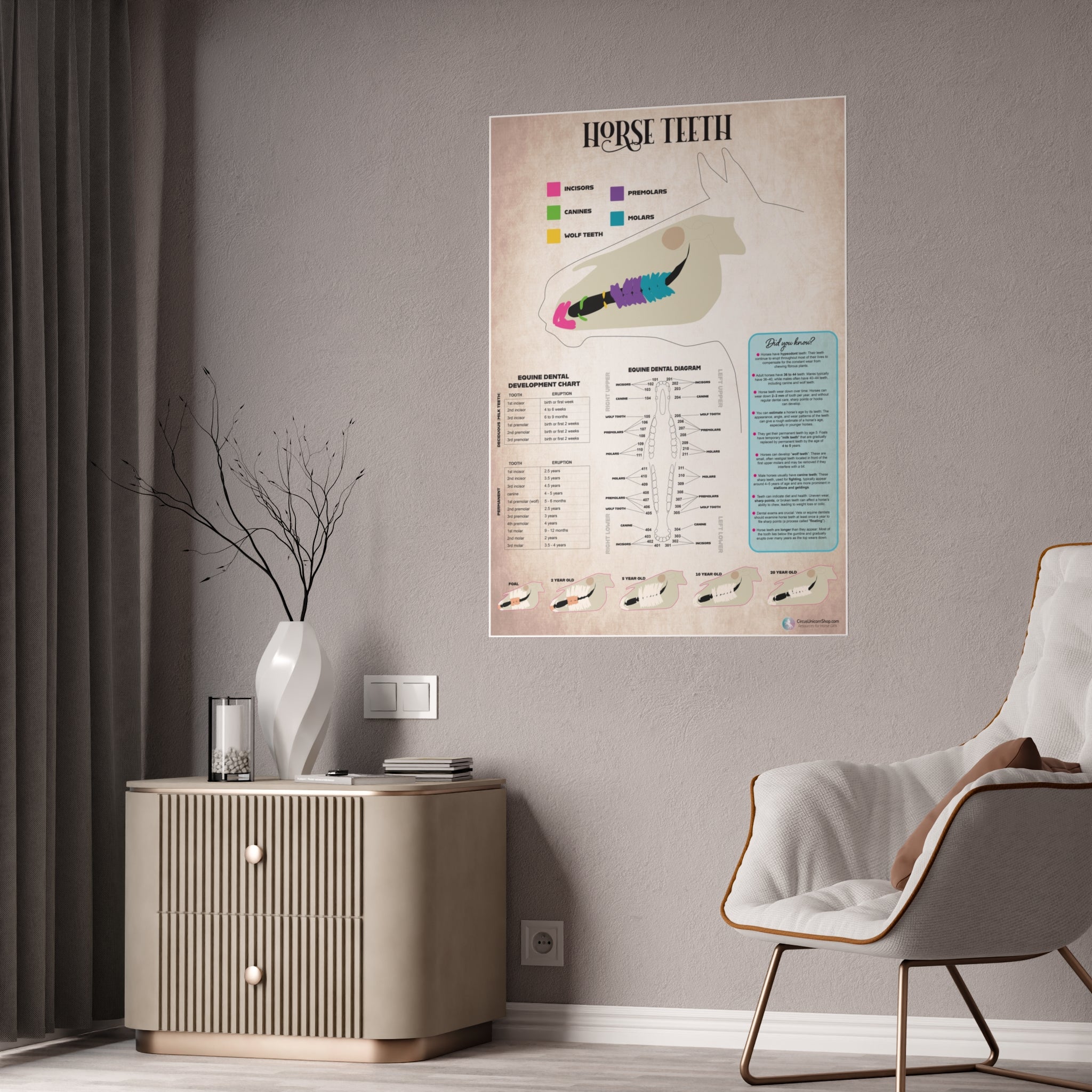 Horse Teeth Poster