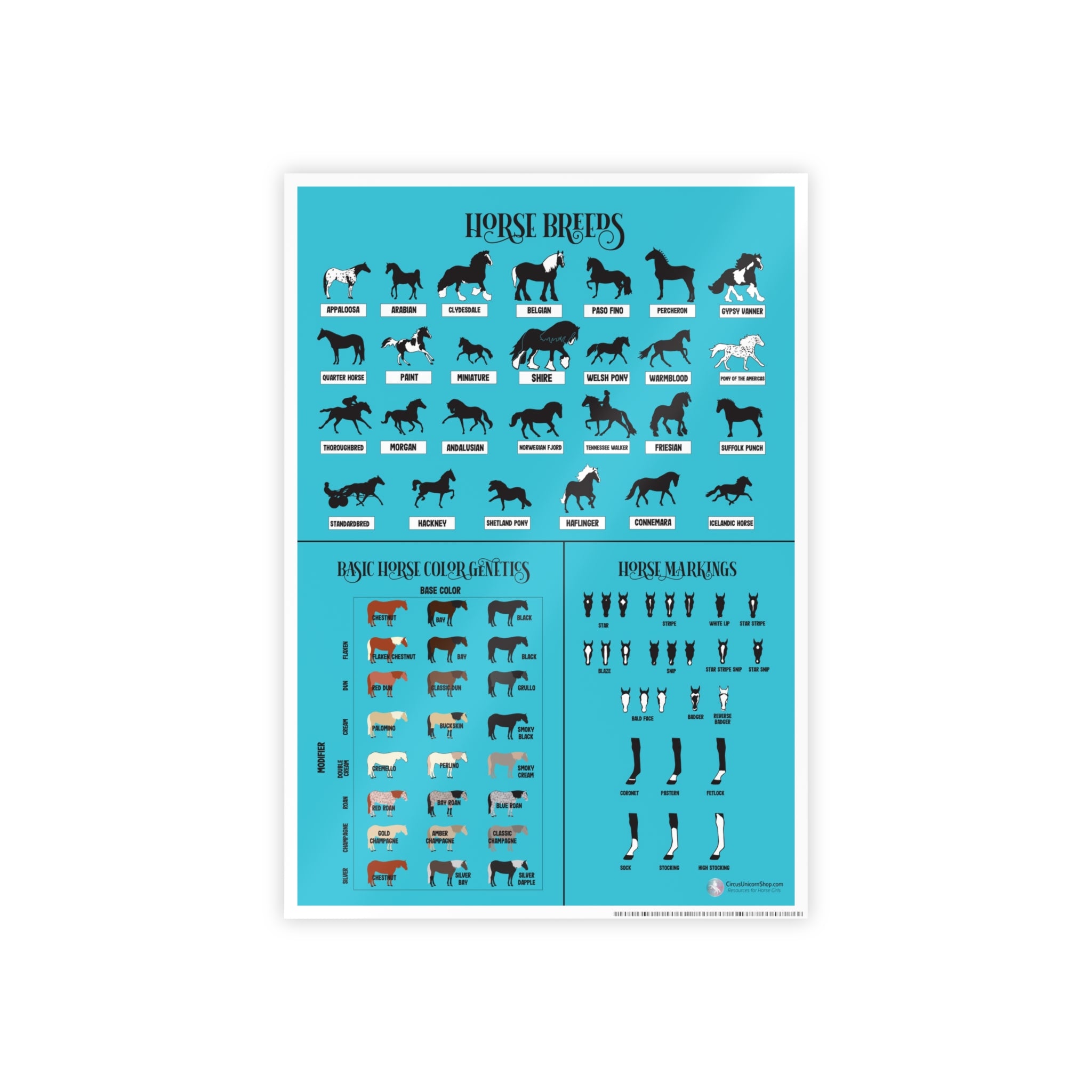 Breeds, Colors, & Markings Horse Poster