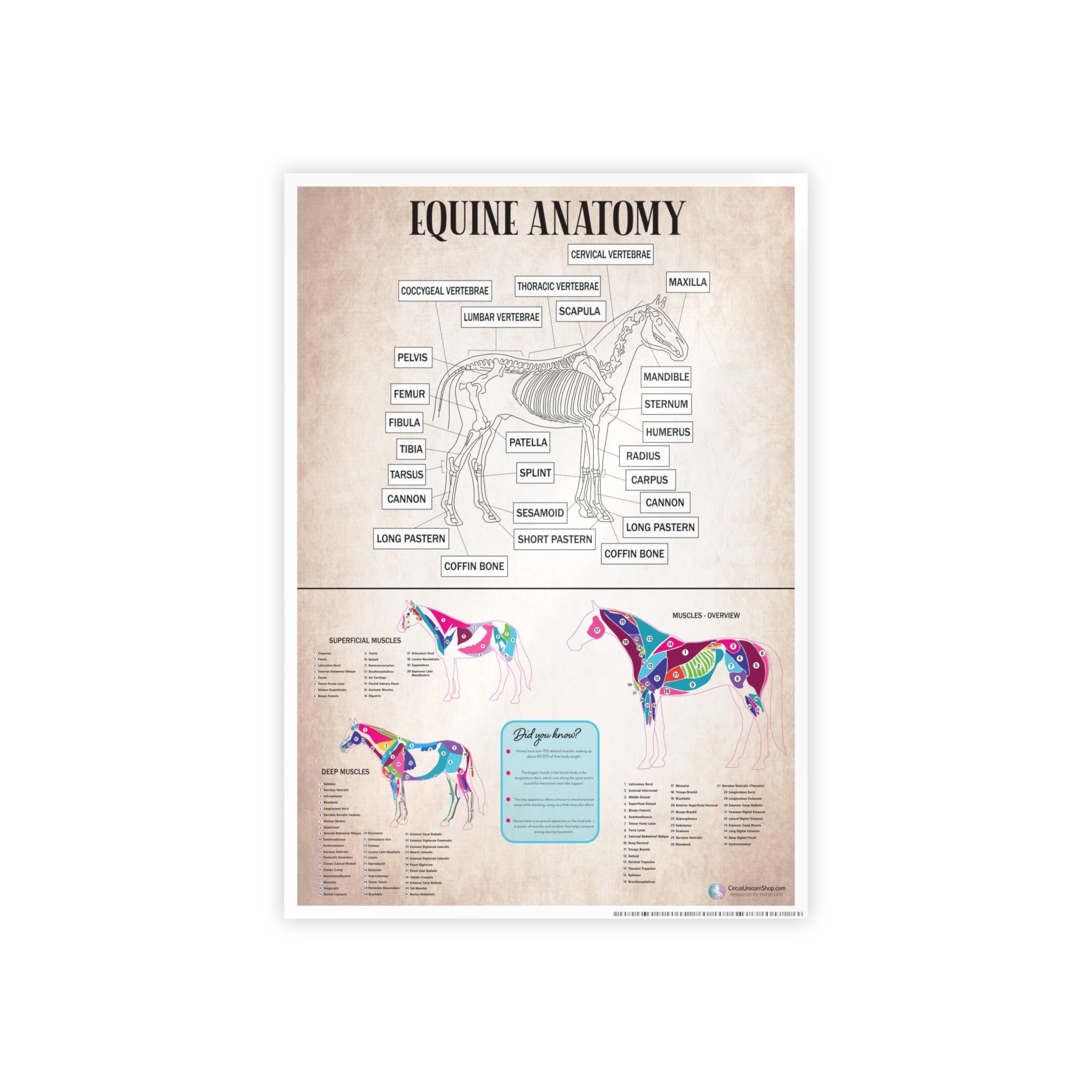 Muscles & Skeleton Horse Anatomy Poster