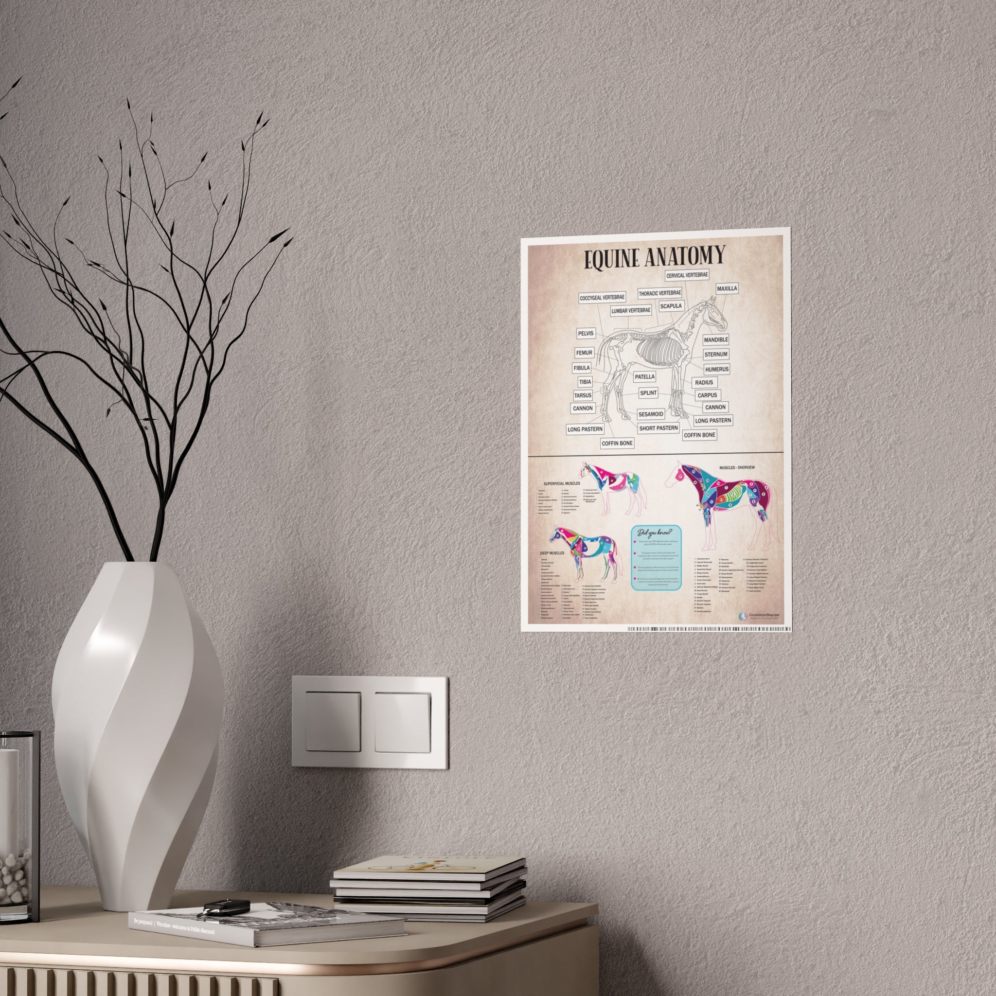 Muscles & Skeleton Horse Anatomy Poster
