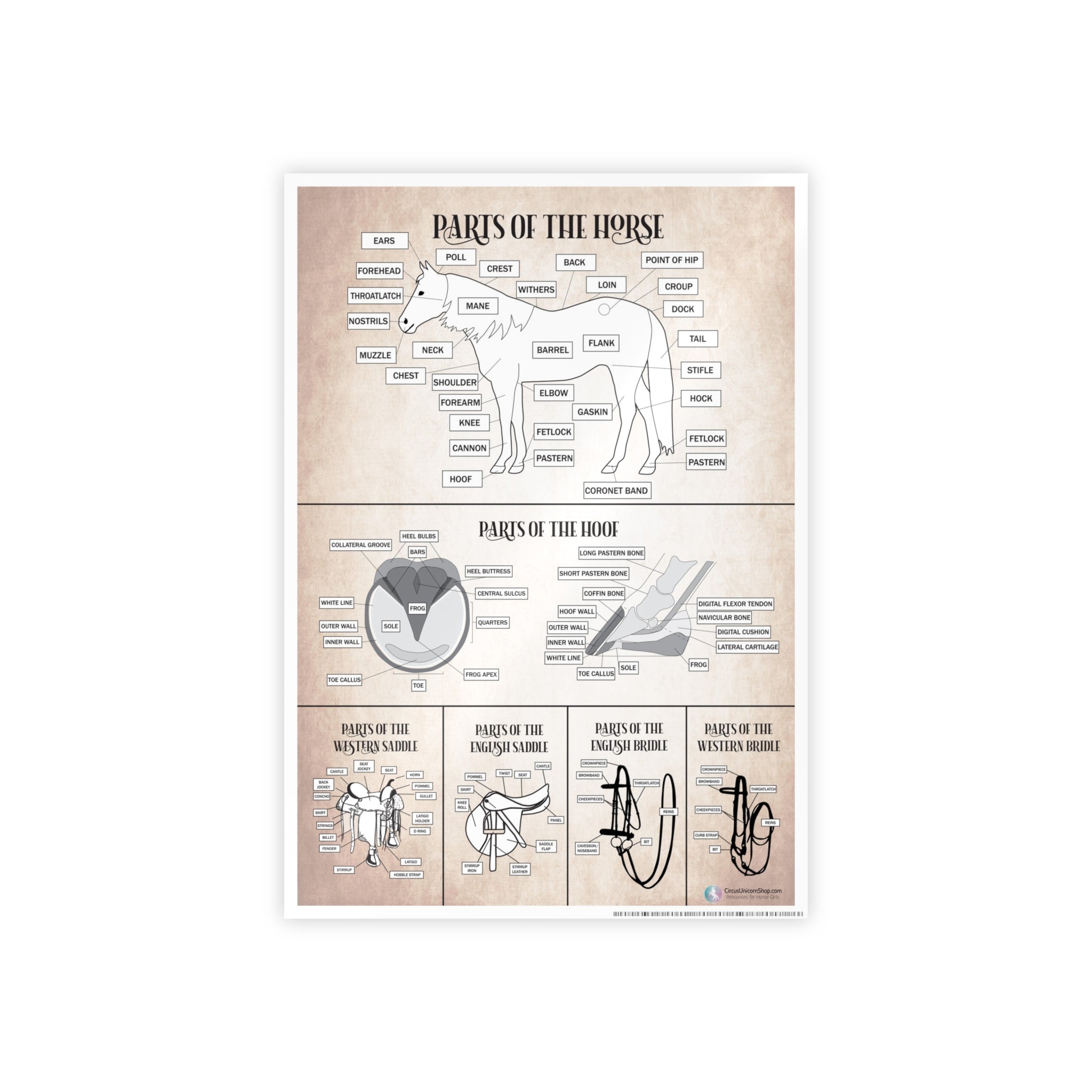 Parts of the Horse Poster - Natural