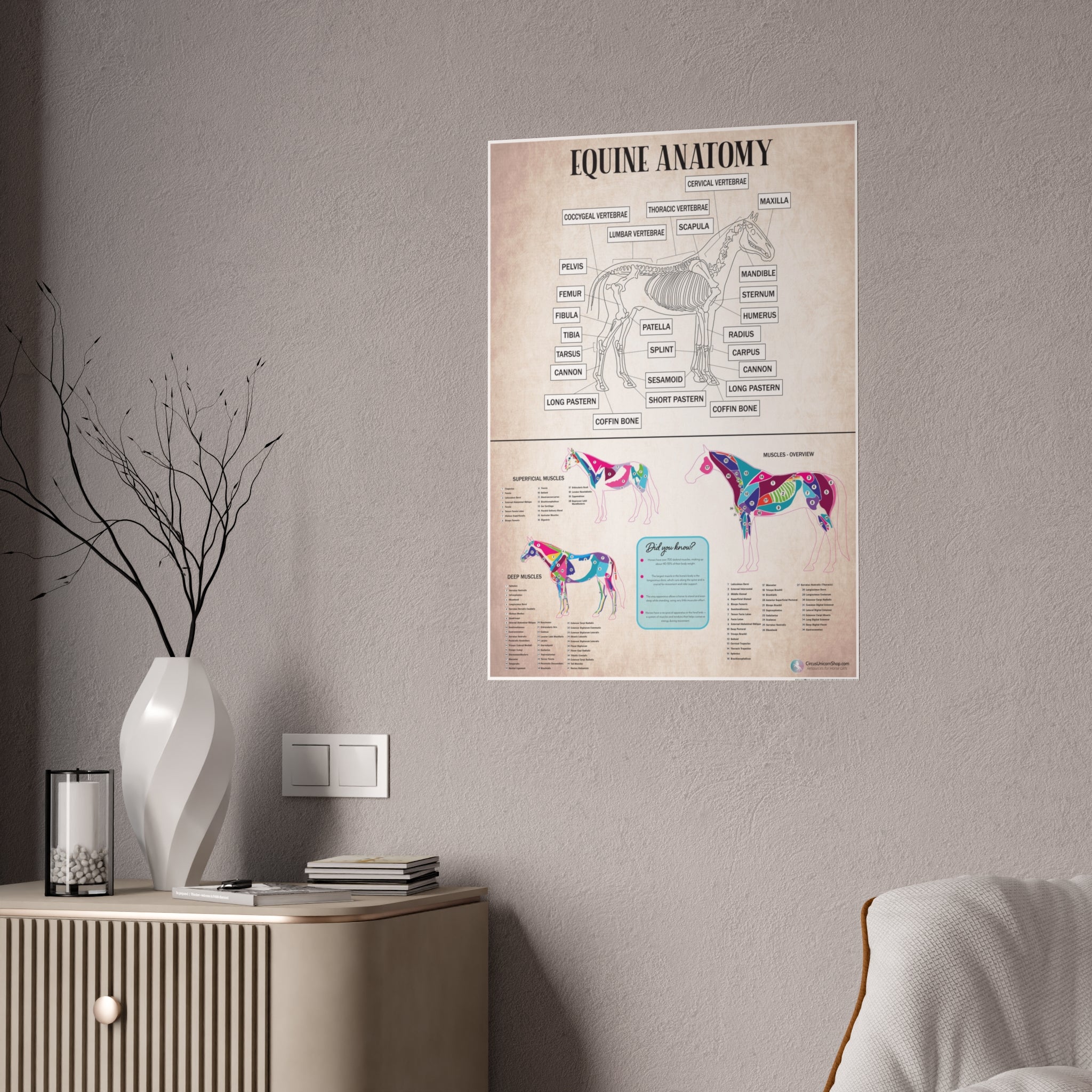Muscles & Skeleton Horse Anatomy Poster