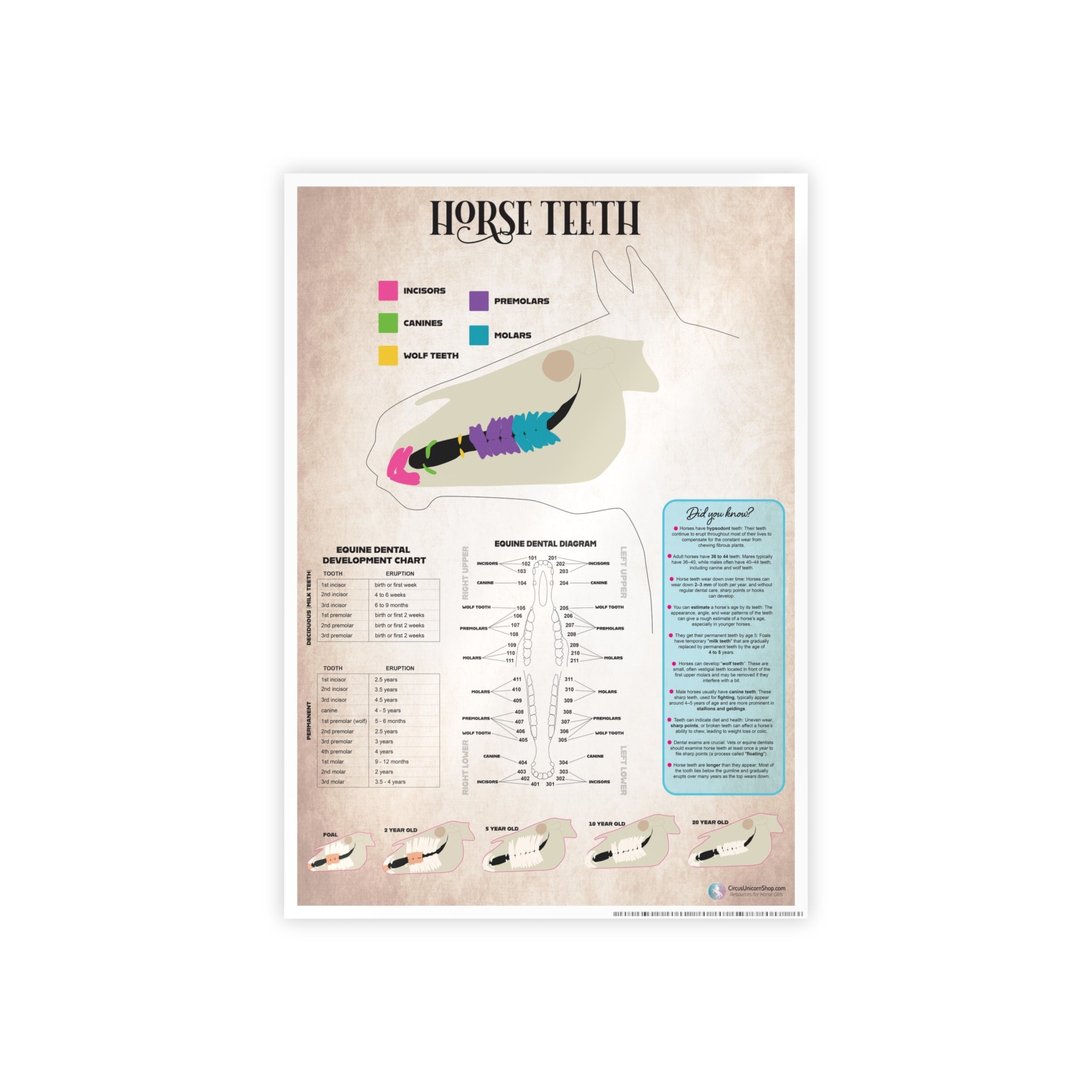Horse Teeth Poster