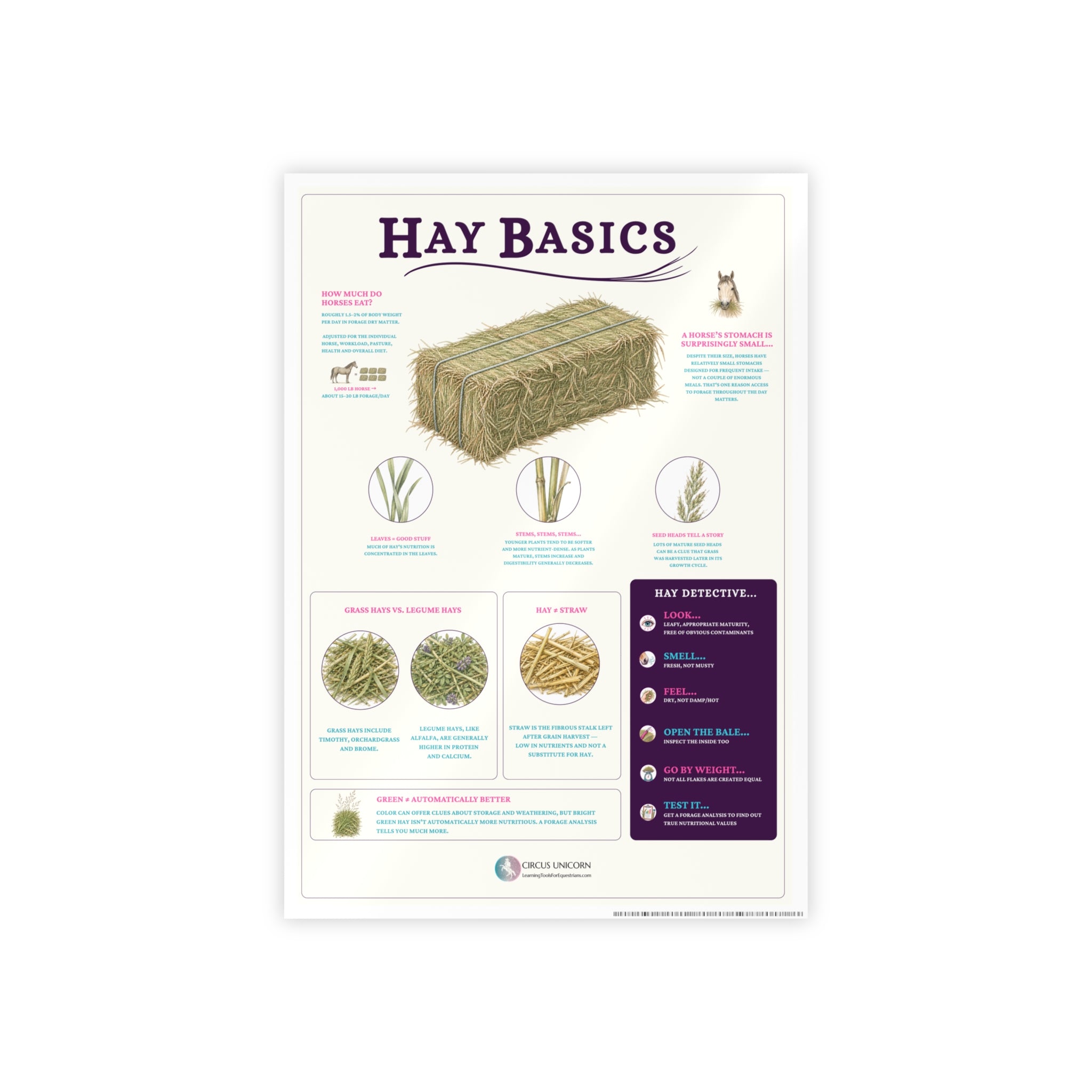 Hay Basics Educational Horse Poster