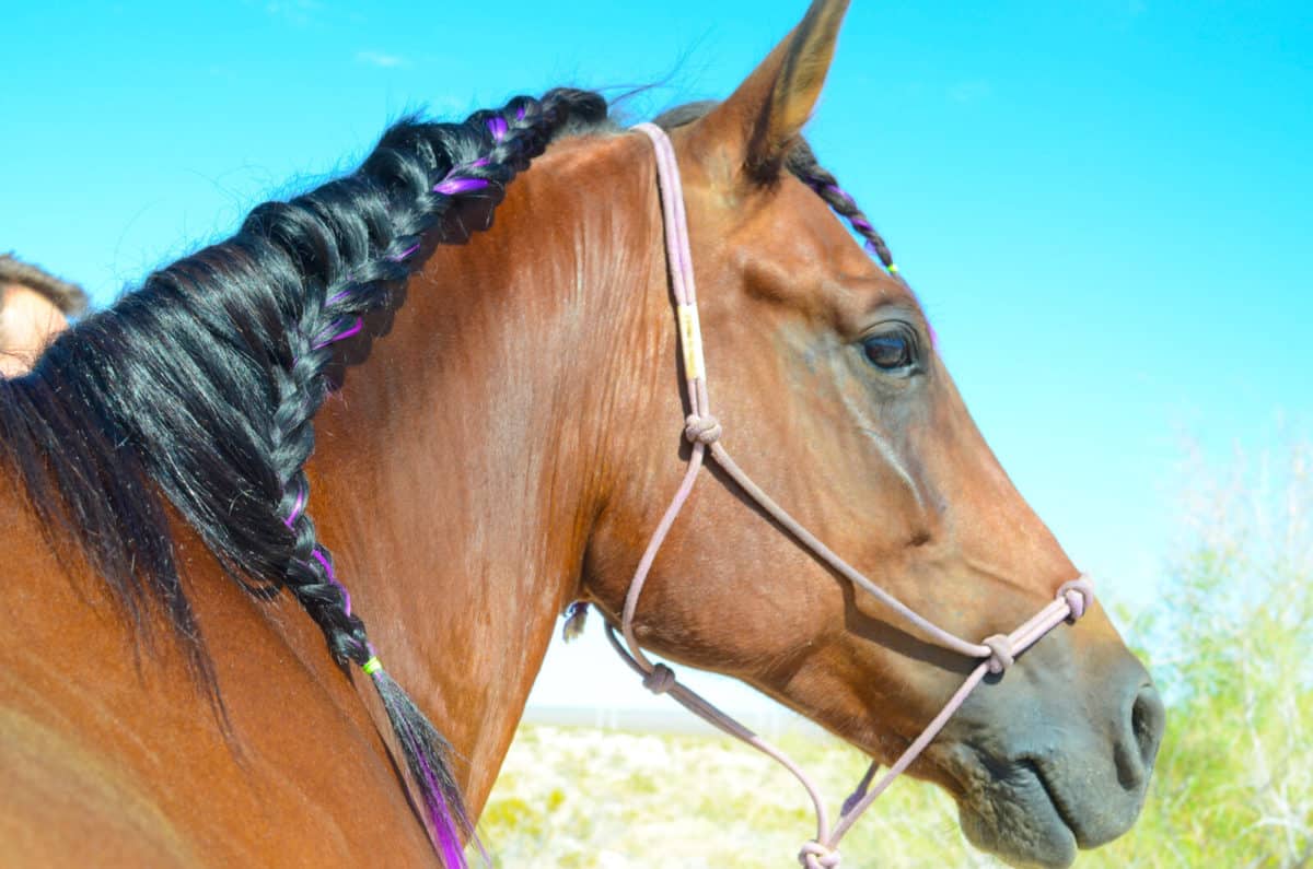 Colorful Mane & Tail Clip Ins