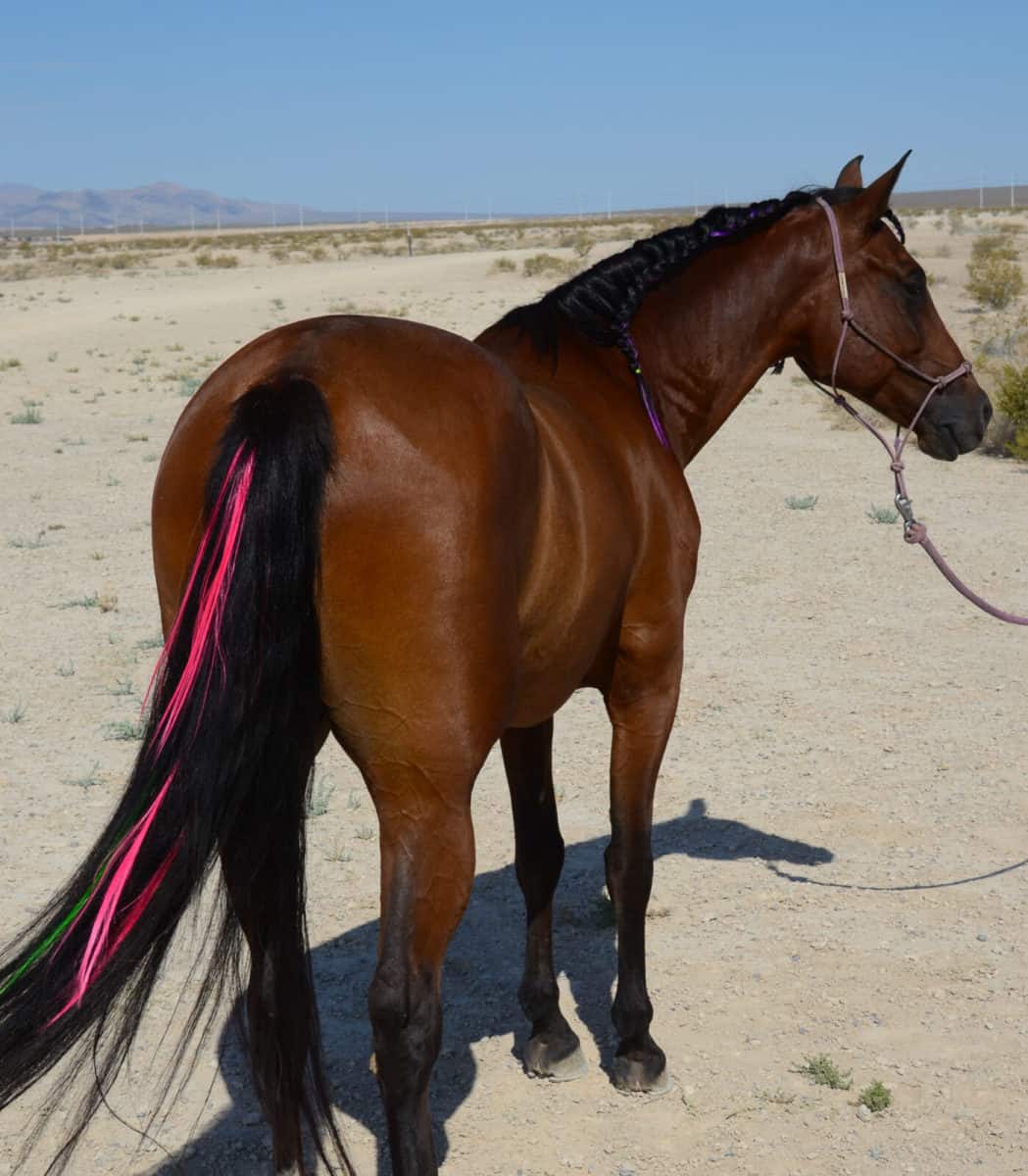 Colorful Mane & Tail Clip Ins