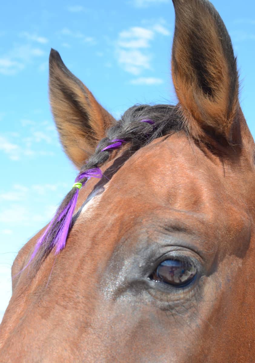 Colorful Mane & Tail Clip Ins
