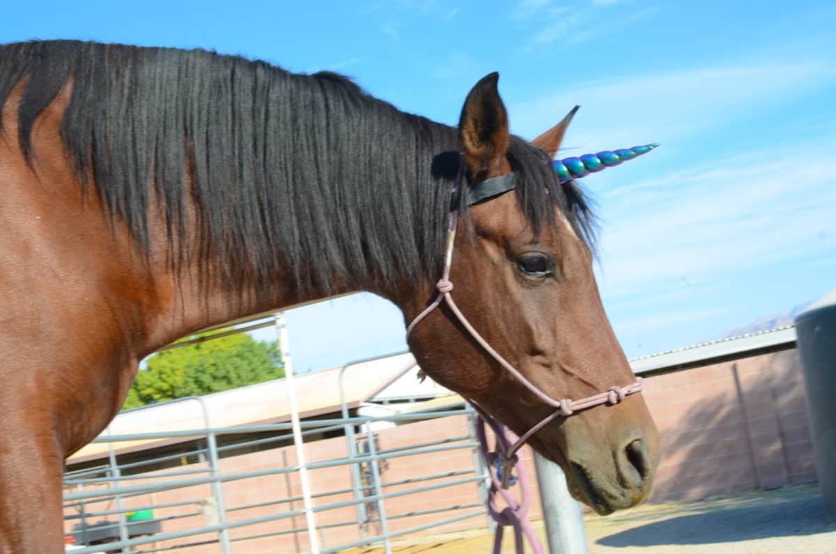 Unicorn Horn - with Hook & Loop Attachment for Halter/Bridle