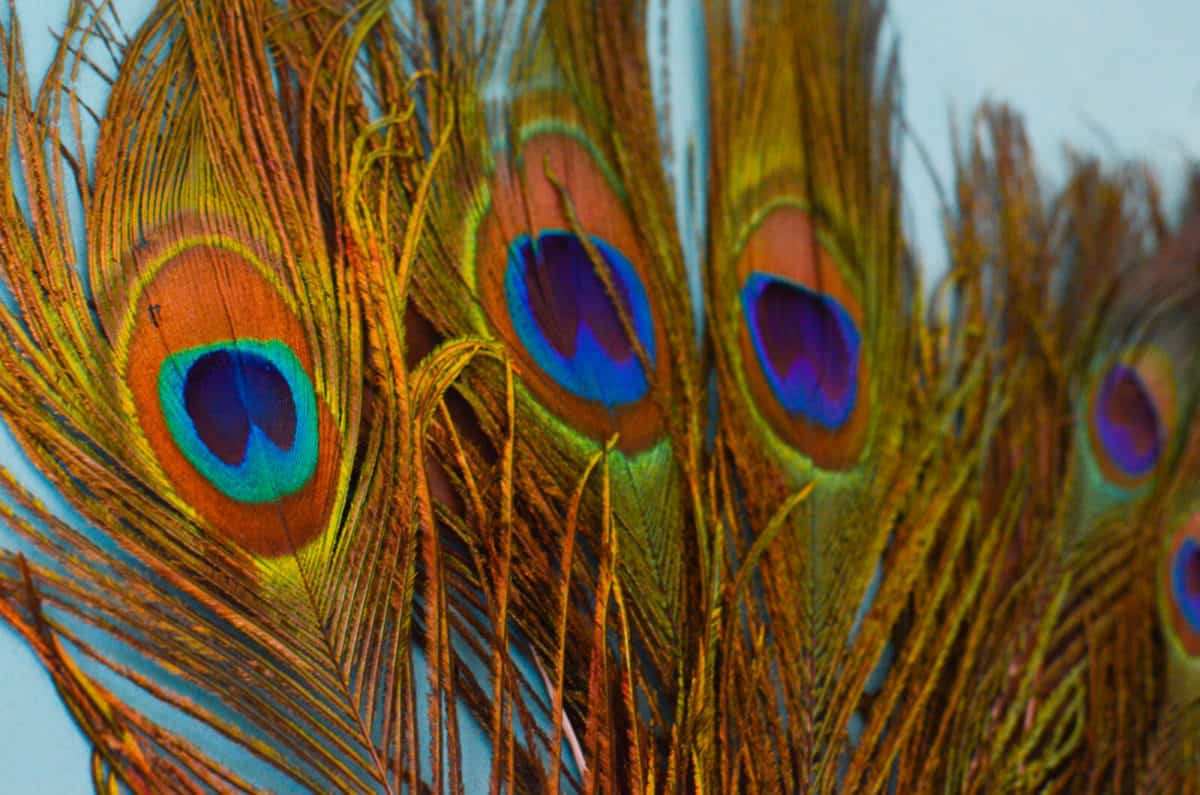 Mane Feathers