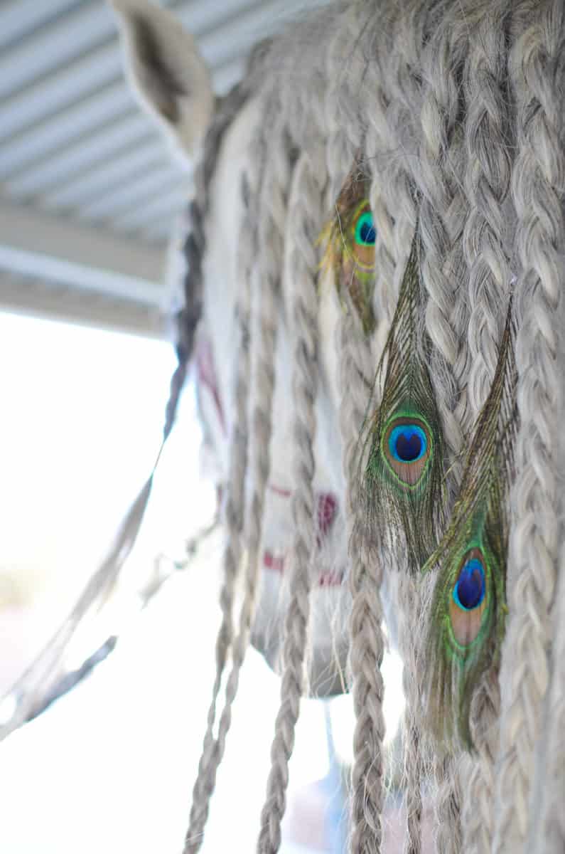 Mane Feathers