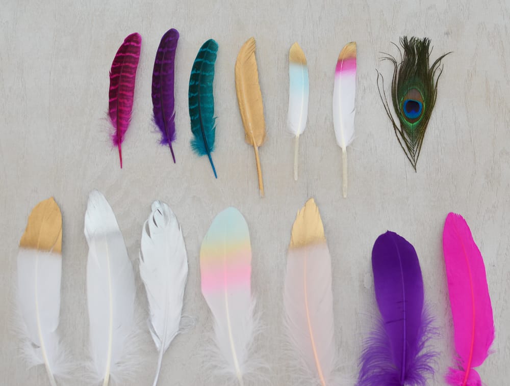 Mane Feathers