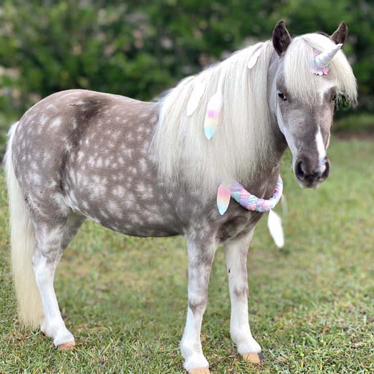 Unicorn Deluxe Kit - Pony/Mini Size