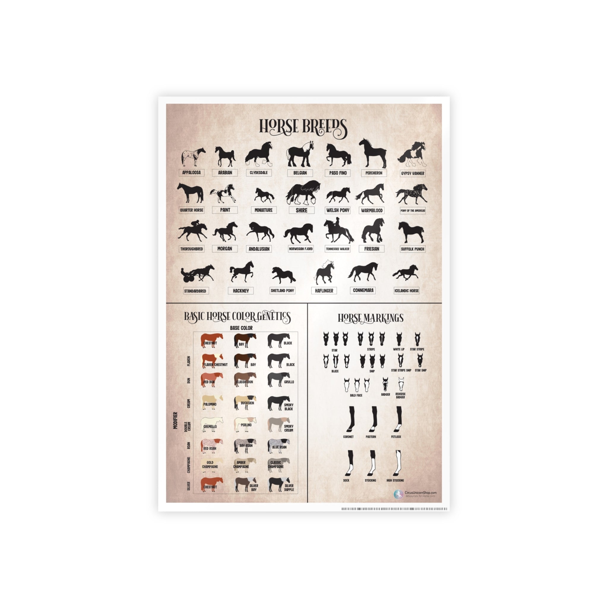 Breeds, Colors, & Markings Horse Poster (Natural)