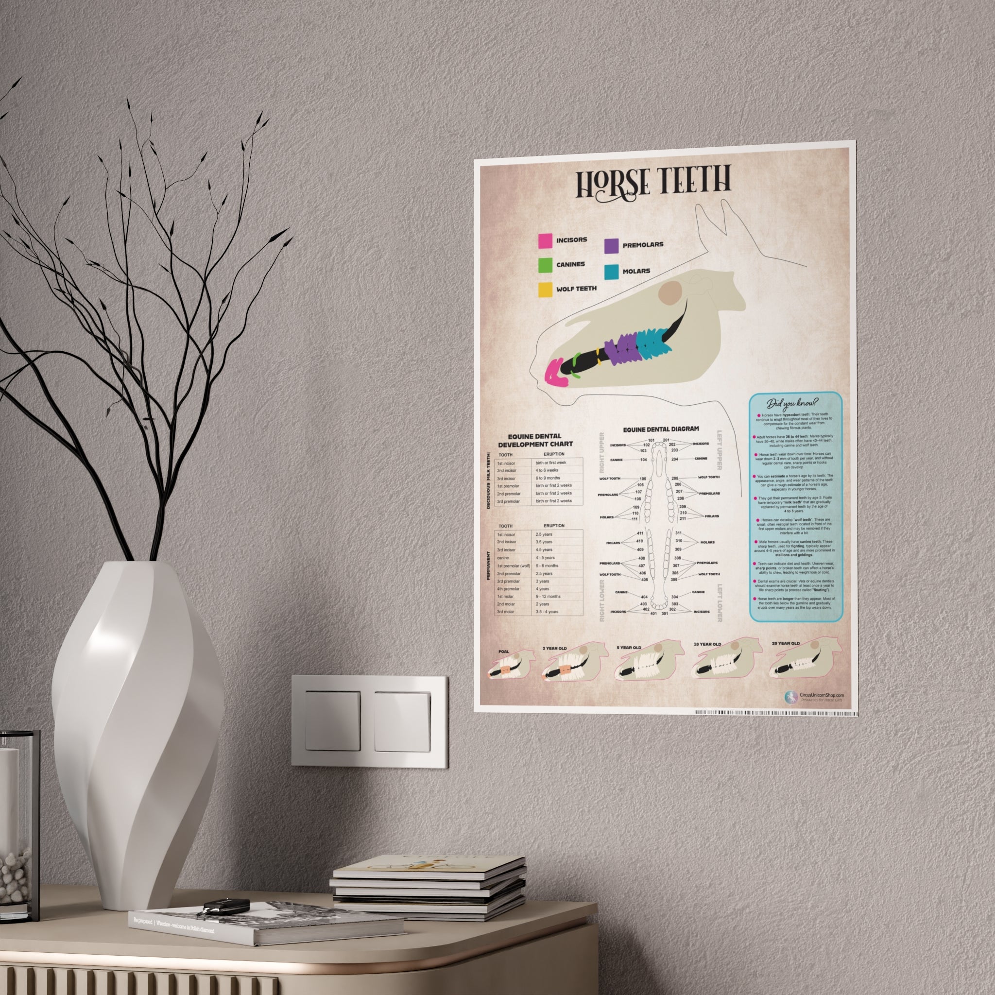 Horse Teeth Poster