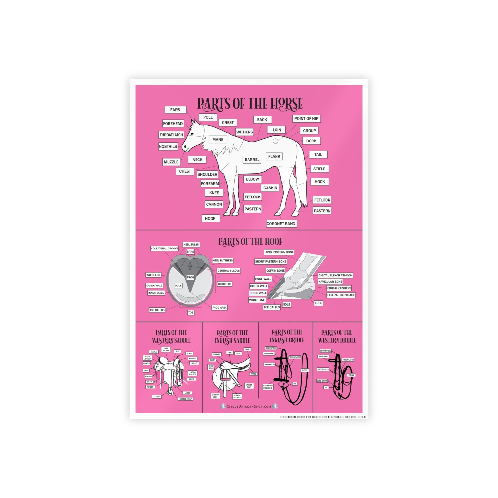 PINK Parts of the Horse Poster