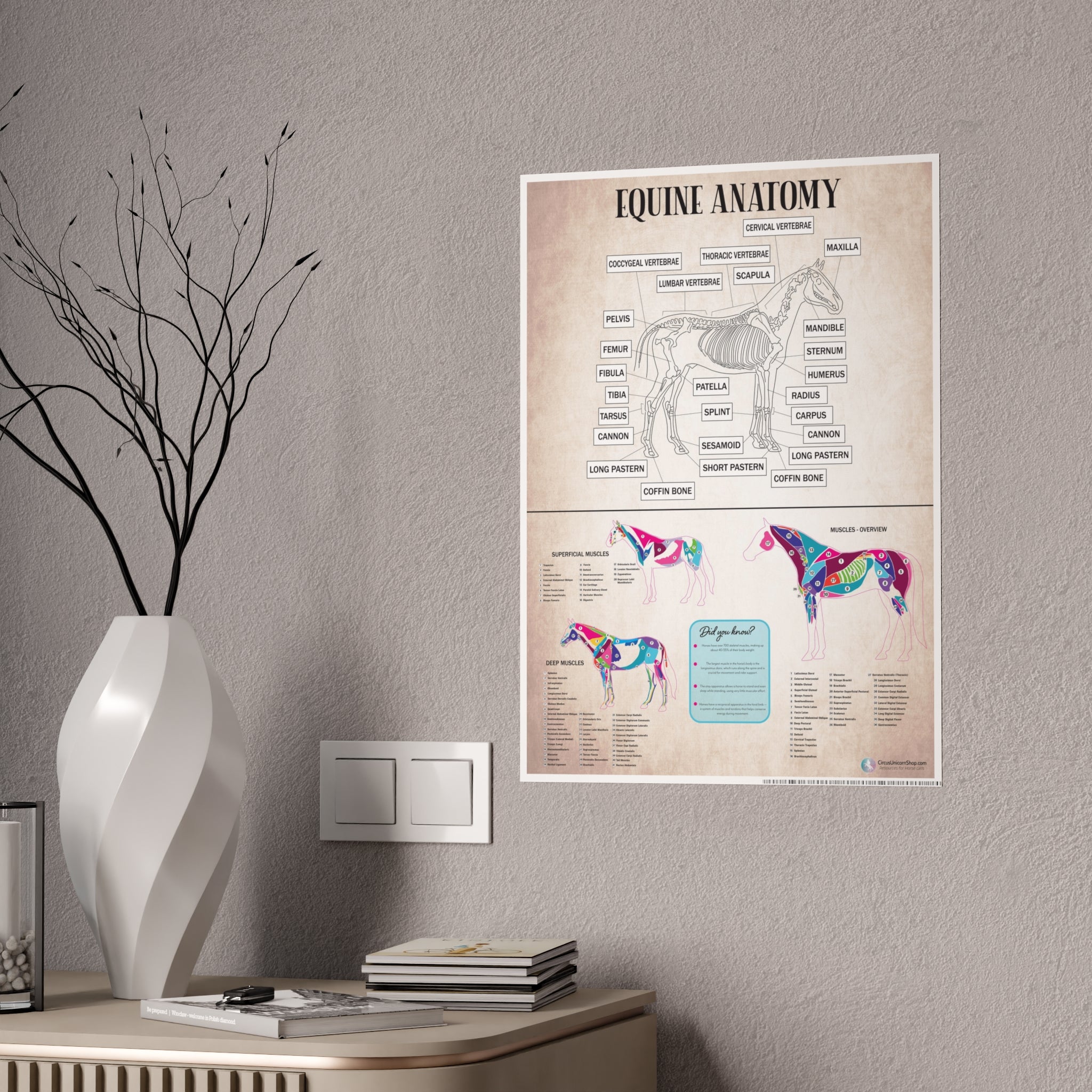 Muscles & Skeleton Horse Anatomy Poster