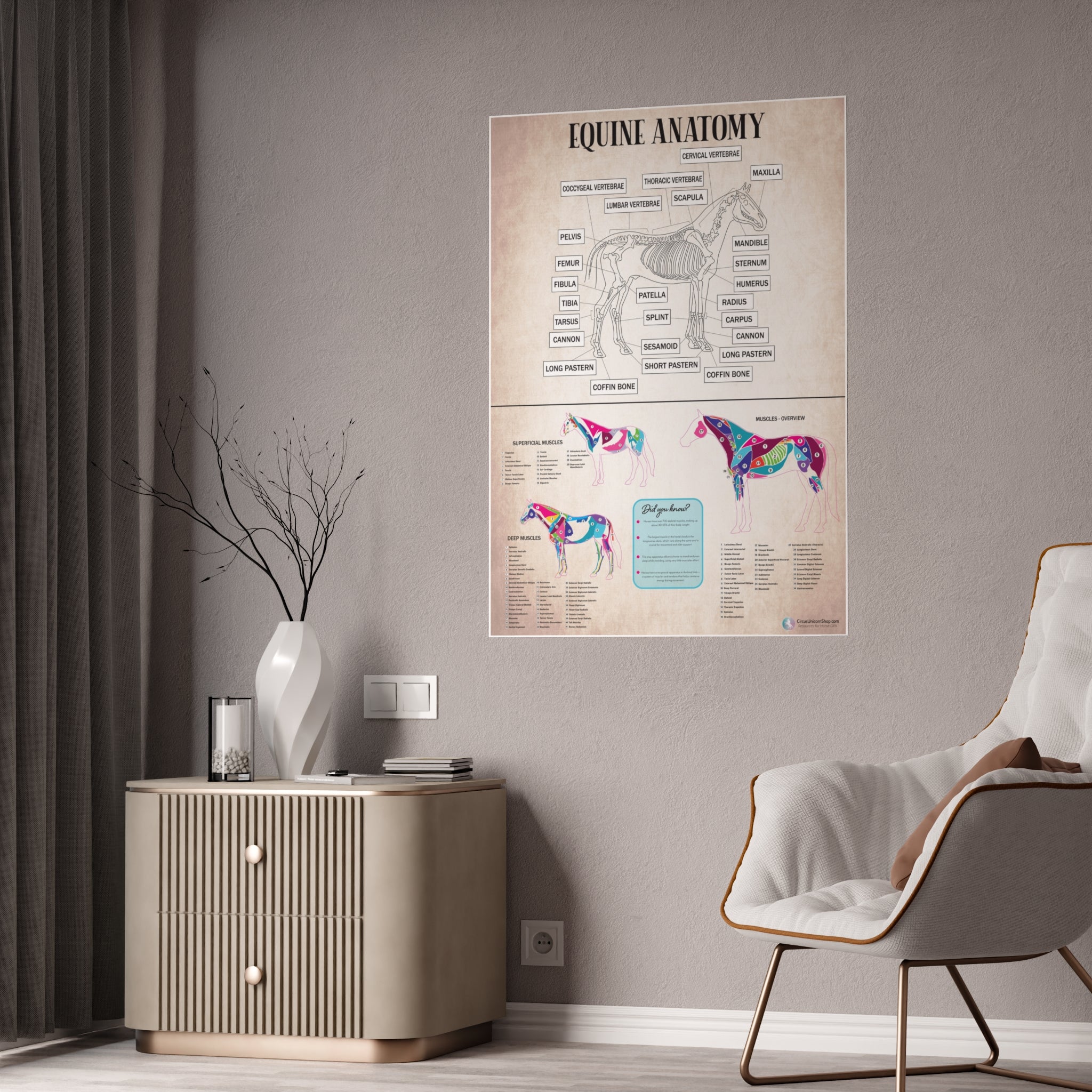 Muscles & Skeleton Horse Anatomy Poster
