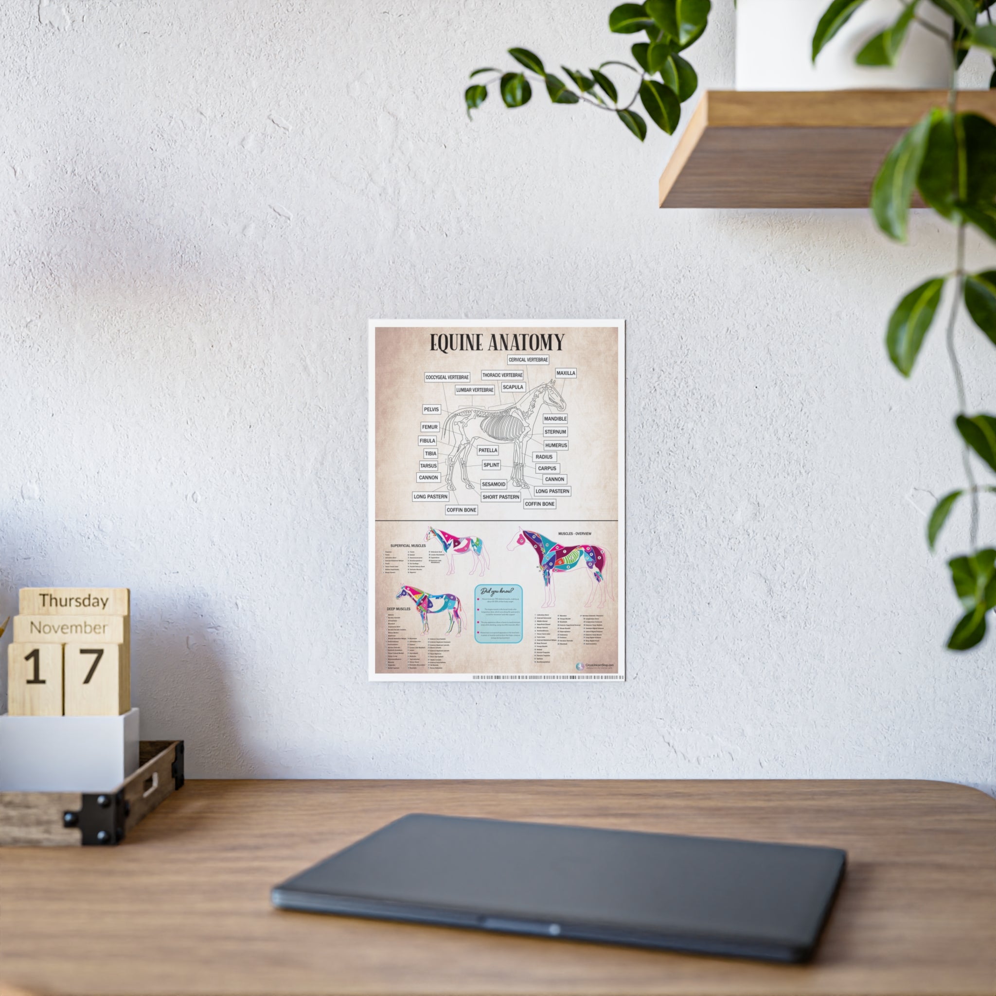 Muscles & Skeleton Horse Anatomy Poster