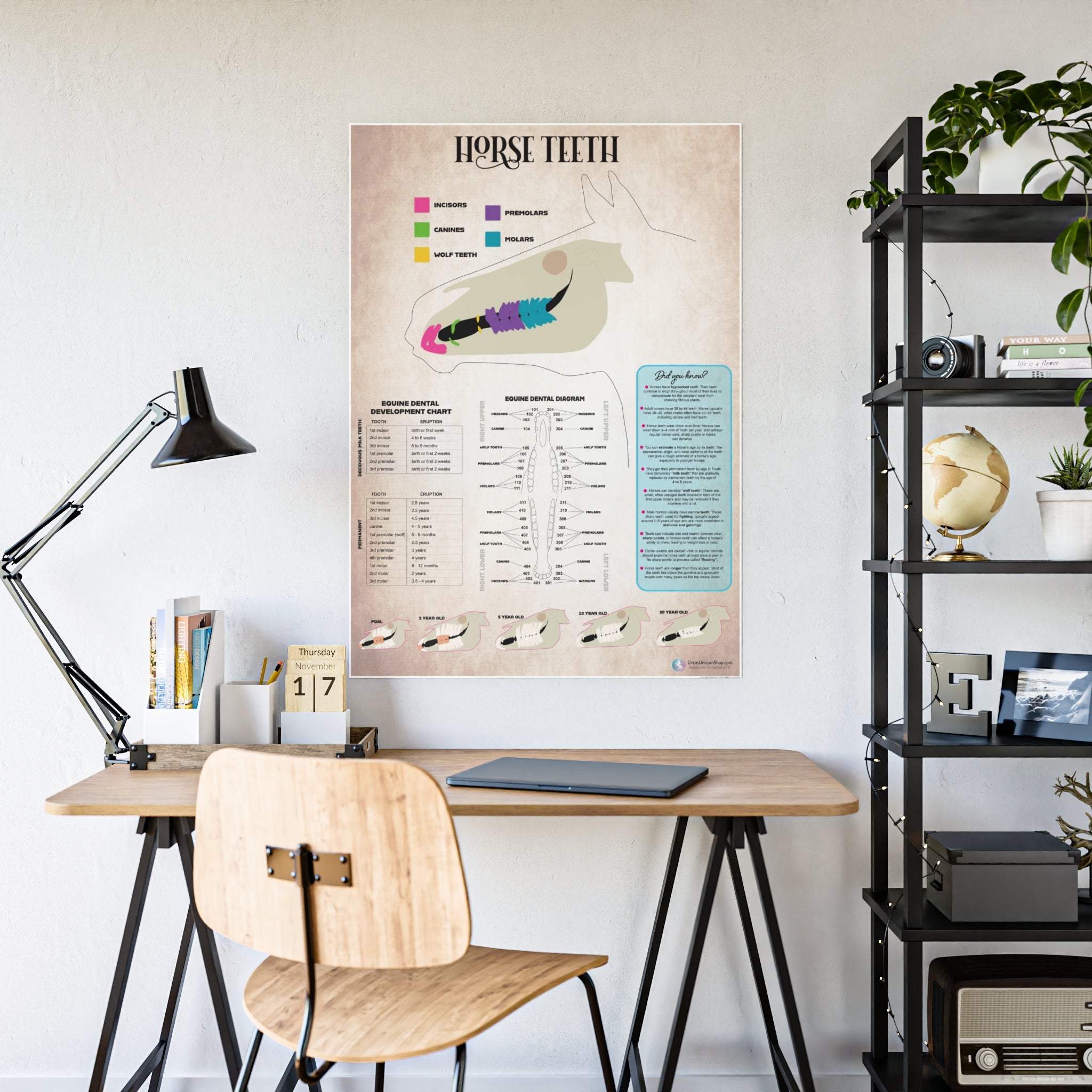 Horse Teeth Poster
