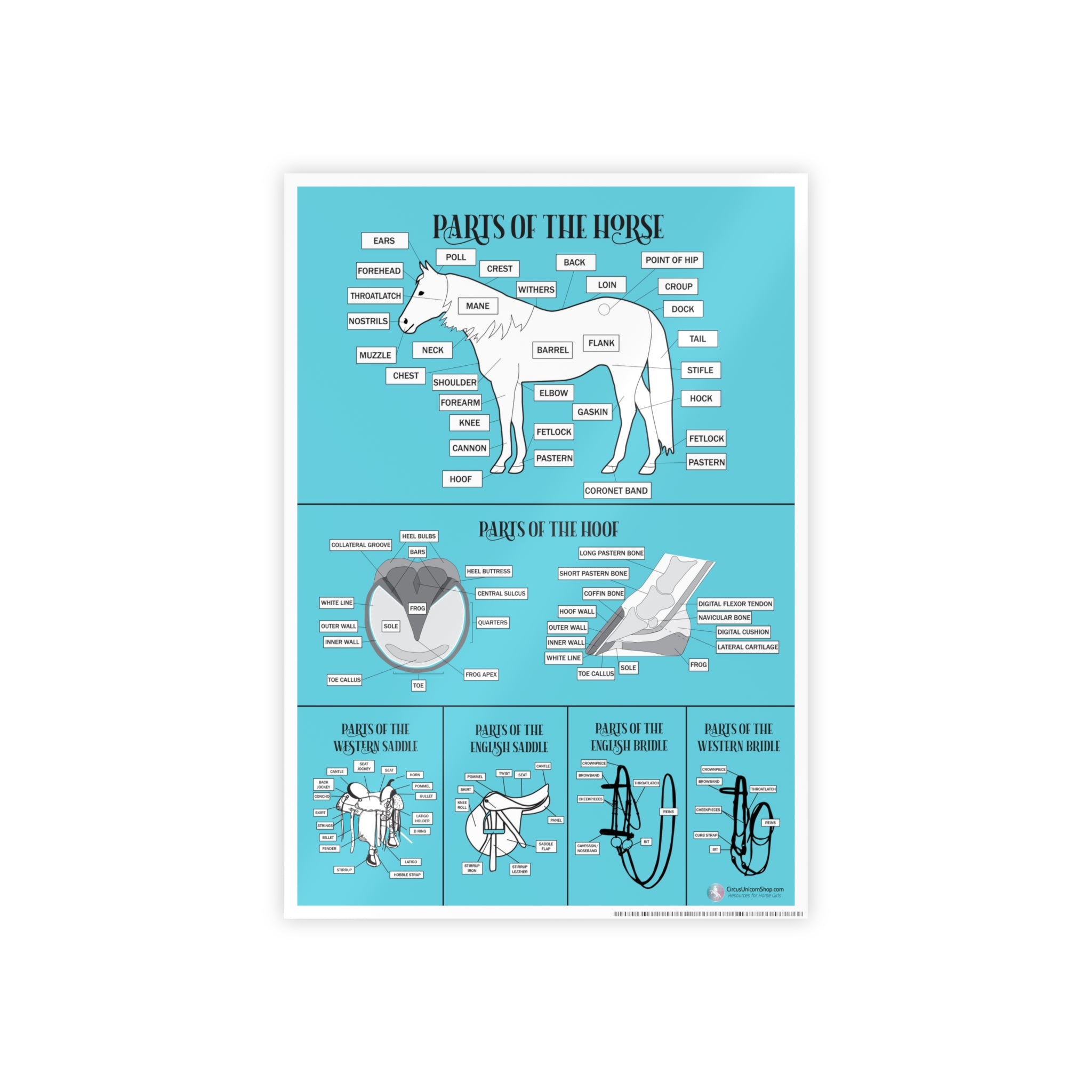 Parts of the Horse Poster (Blue)