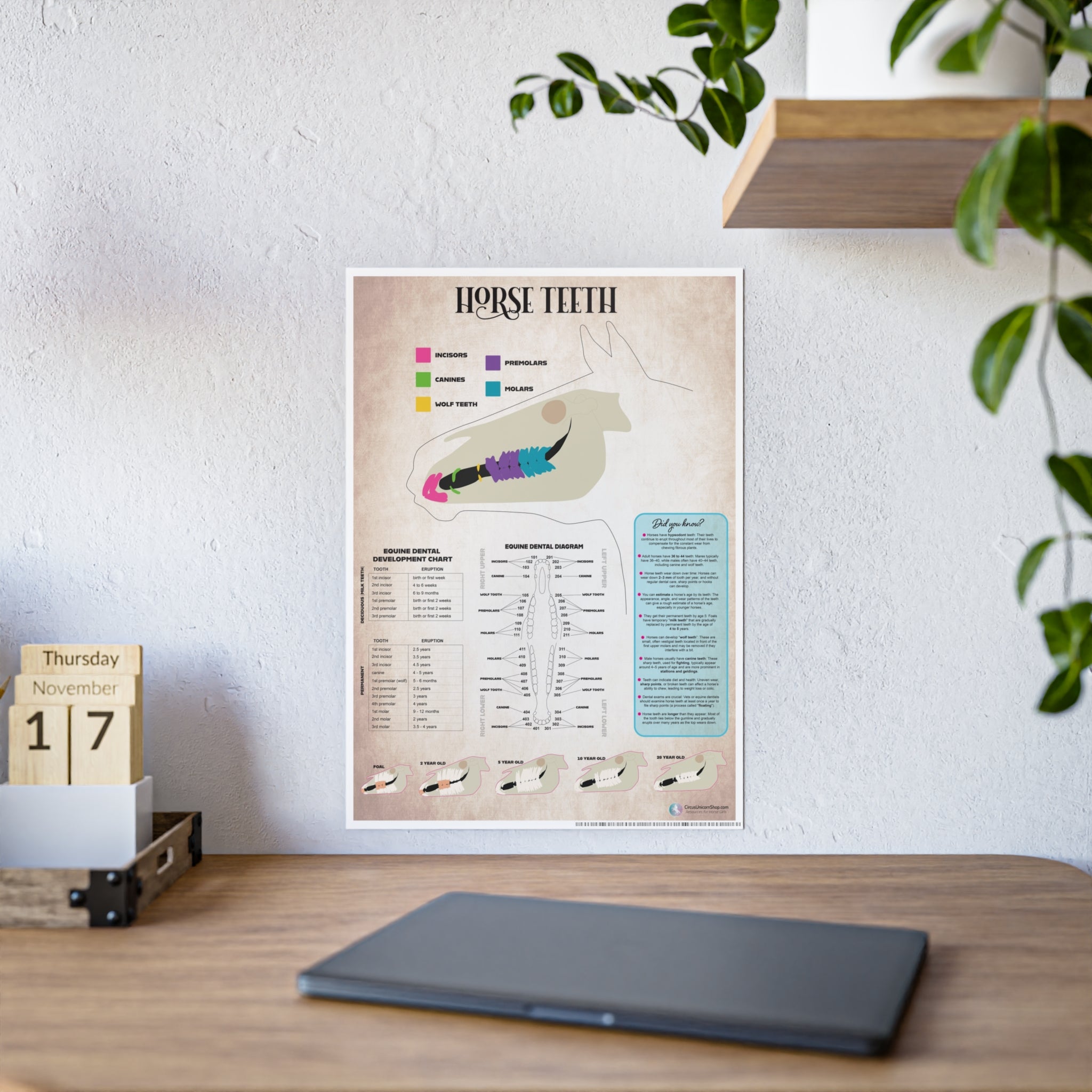 Horse Teeth Poster