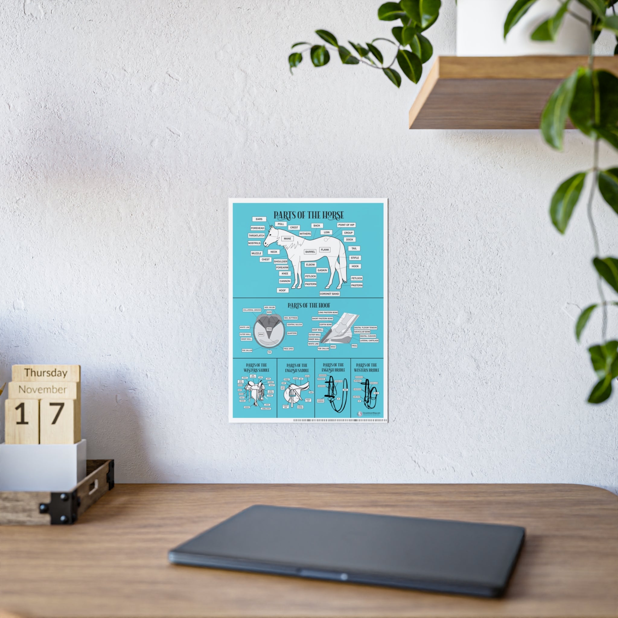 Parts of the Horse Poster (Blue)