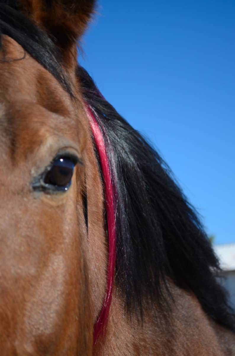 Colorful Mane & Tail Clip Ins