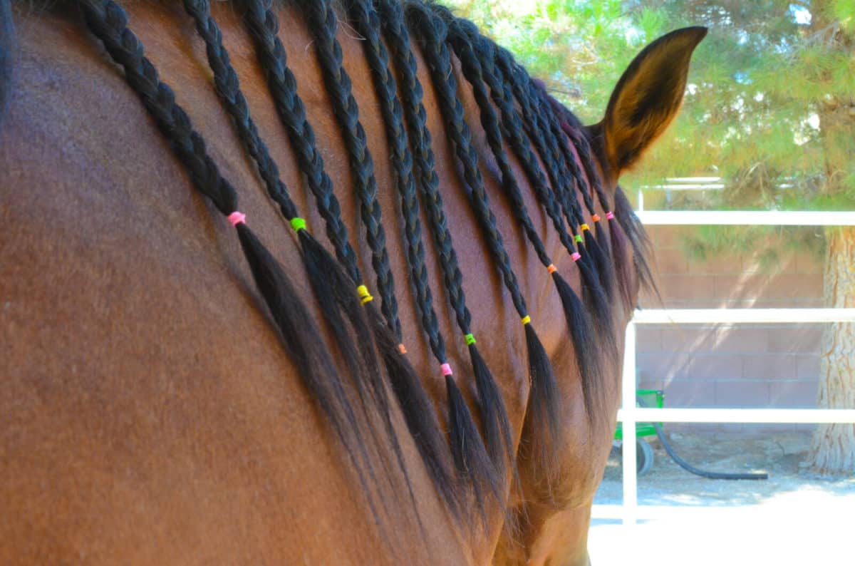 Rainbow Bands
