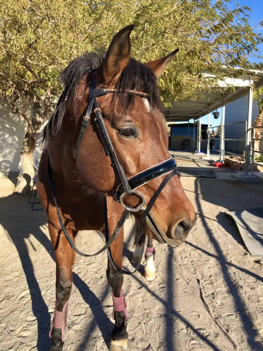 Rose Gold Dressage Bridle