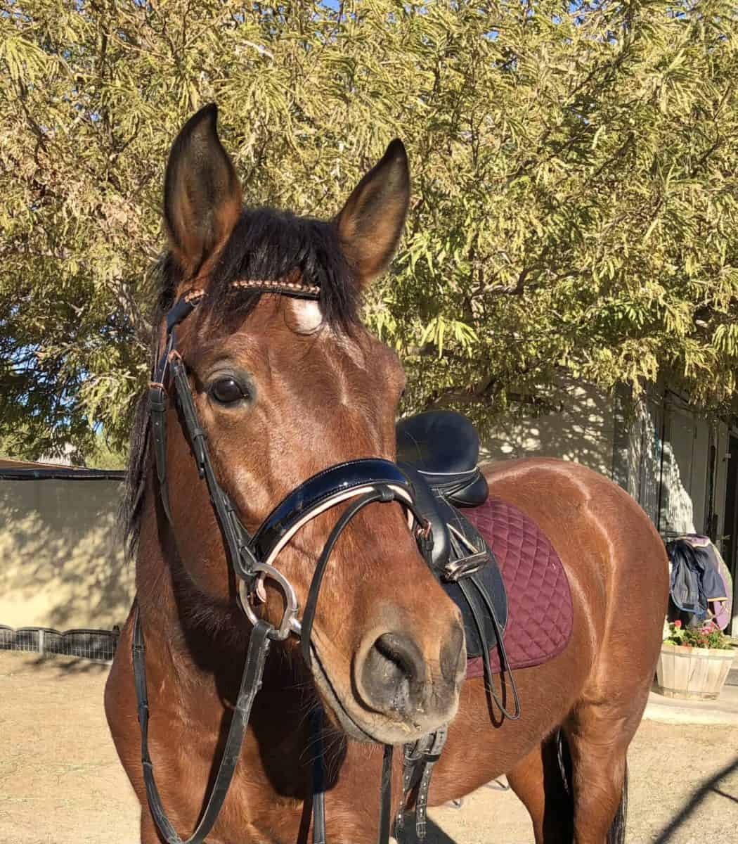 Rose Gold Dressage Bridle