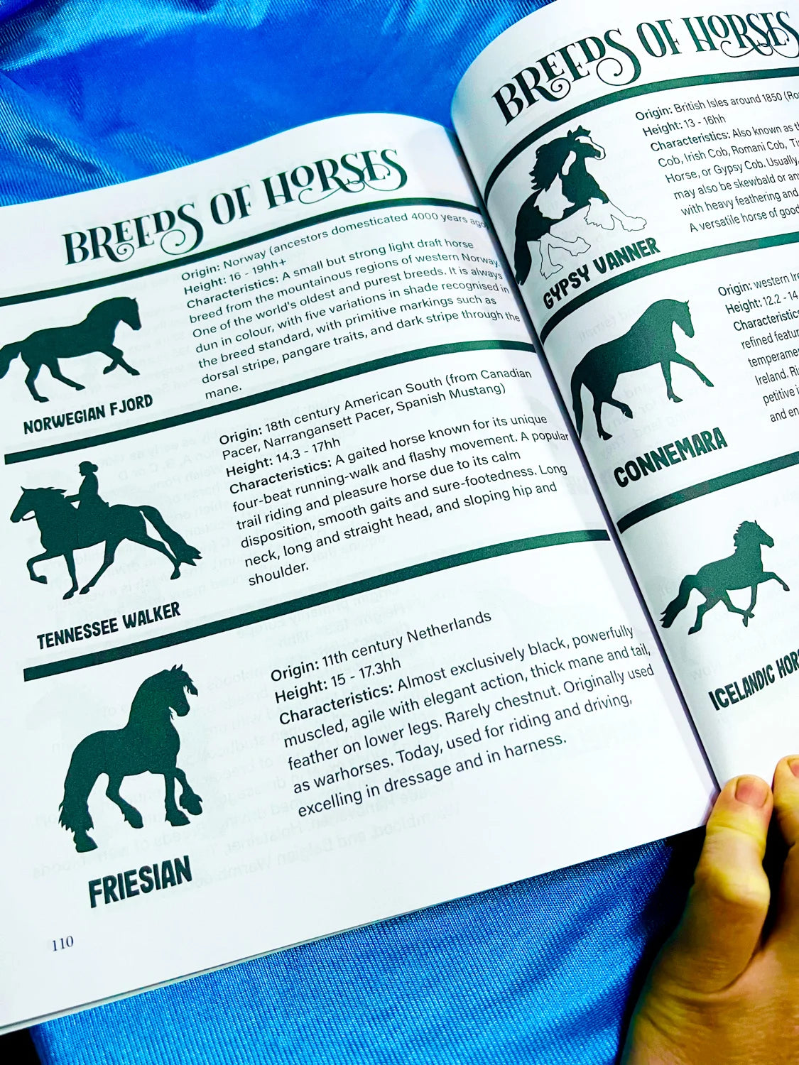 Intermediate Rider Lessons & Activities
