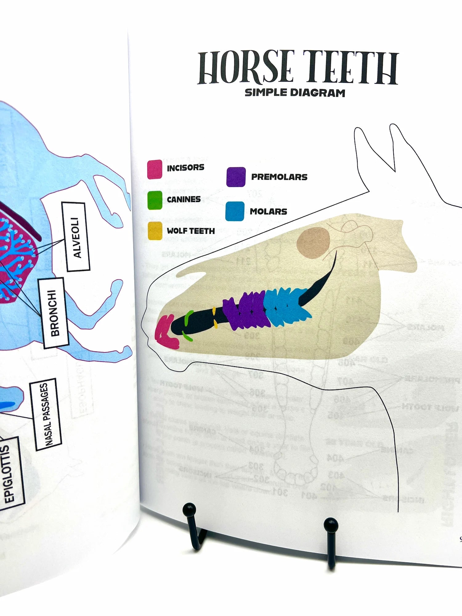 The Horse Workbook Vol. II
