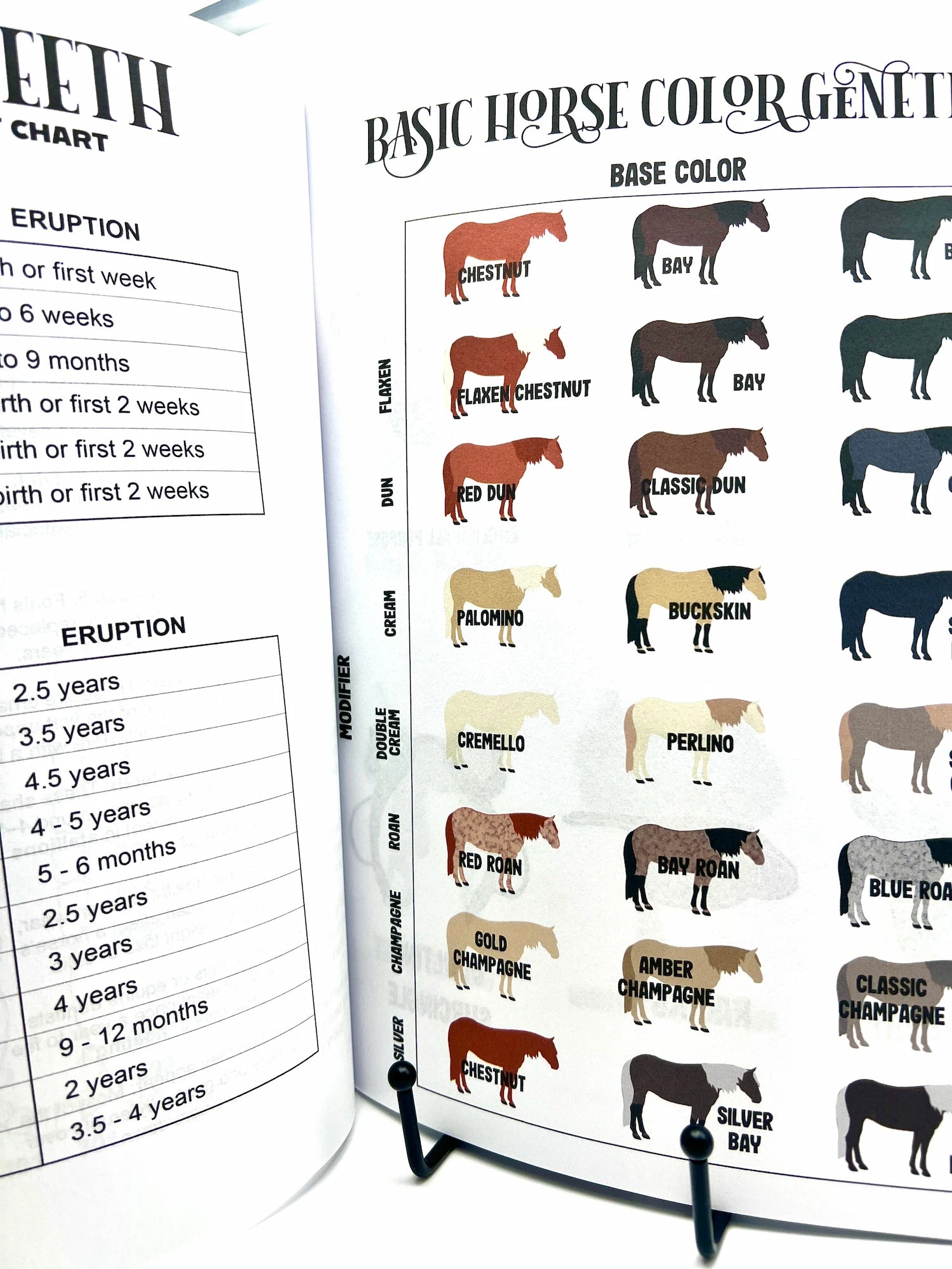 The Horse Workbook Vol. II