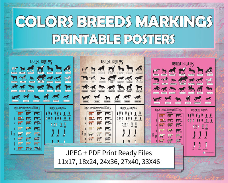 Colors, Breeds, and Markings Horse Poster Bundle (Printable)