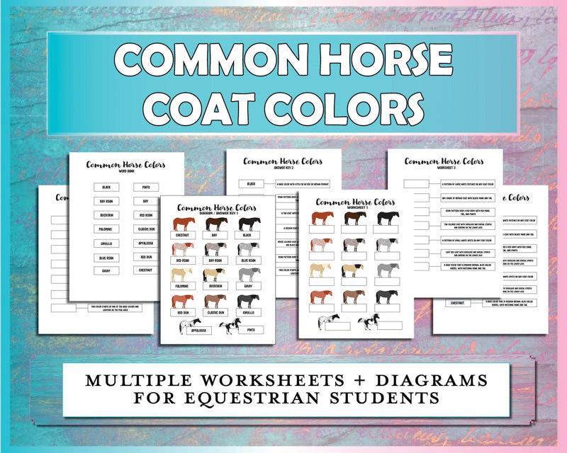 Common Coat Colors Horse Worksheet Bundle