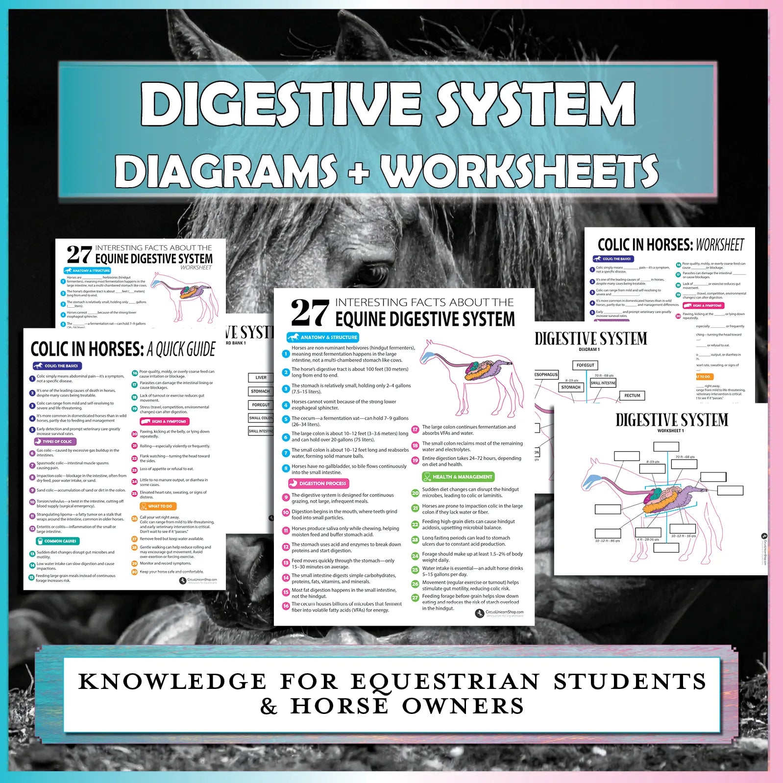 Equine Digestive System Diagram & Worksheet Bundle