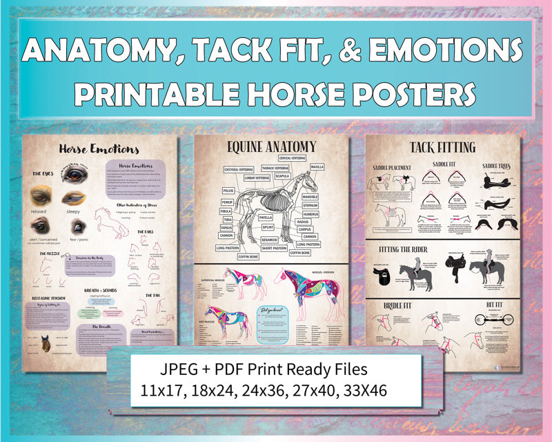 Horse Emotions, Tack Fit, Muscles & Skeleton Poster Bundle (Printable)
