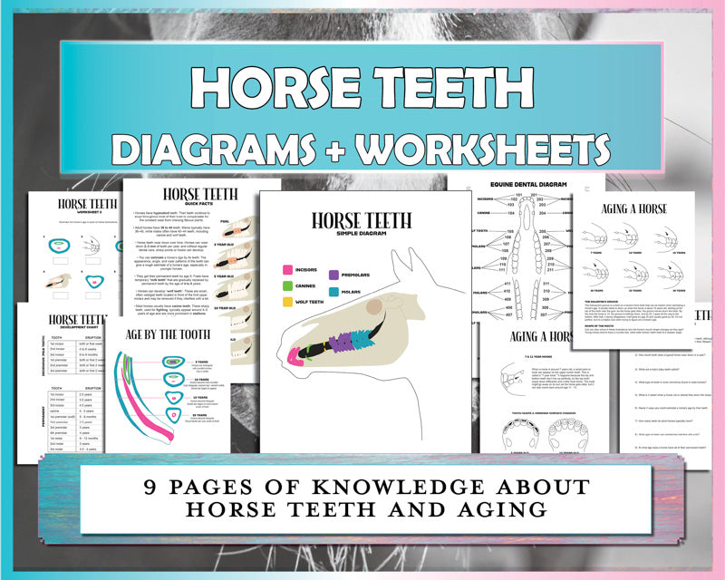 Horse Teeth Diagrams & Worksheets Bundle
