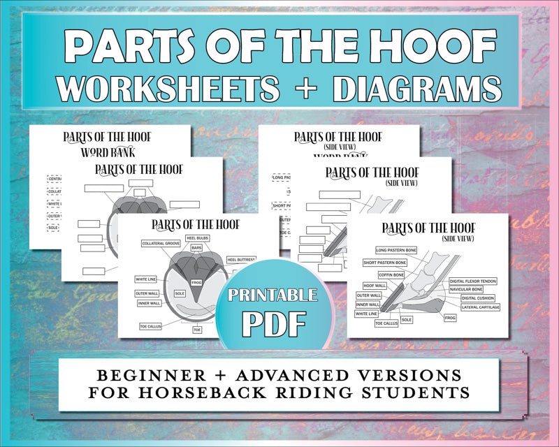 This Parts of the Hoof worksheet describes the horse's hoof parts for horseback riding students.