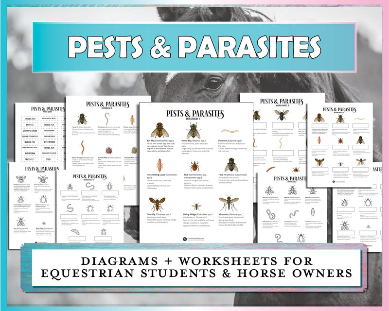 Horse Pests and Parasites Diagrams & Worksheets Bundle
