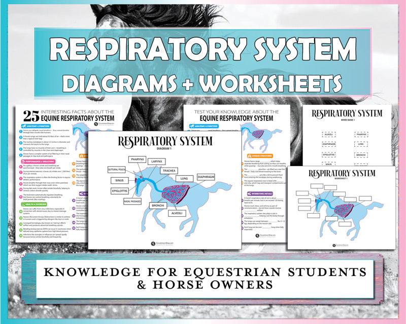 Equine Respiratory System Diagrams & Worksheets Bundle