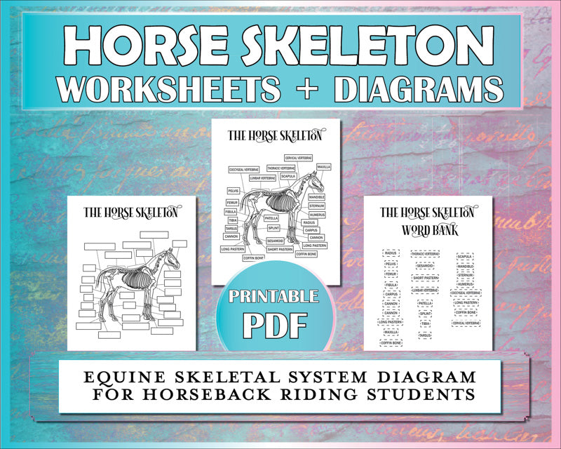 Horse worksheet to help horseback riding students identify bones in the equine skeleton.
