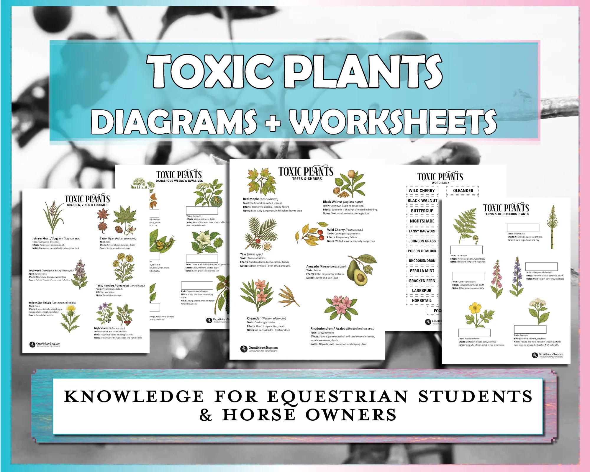 Toxic Plants for Horses Diagram & Worksheet Bundle
