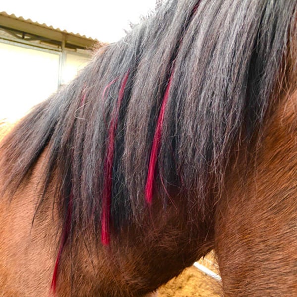 Colorful Mane & Tail Clip Ins